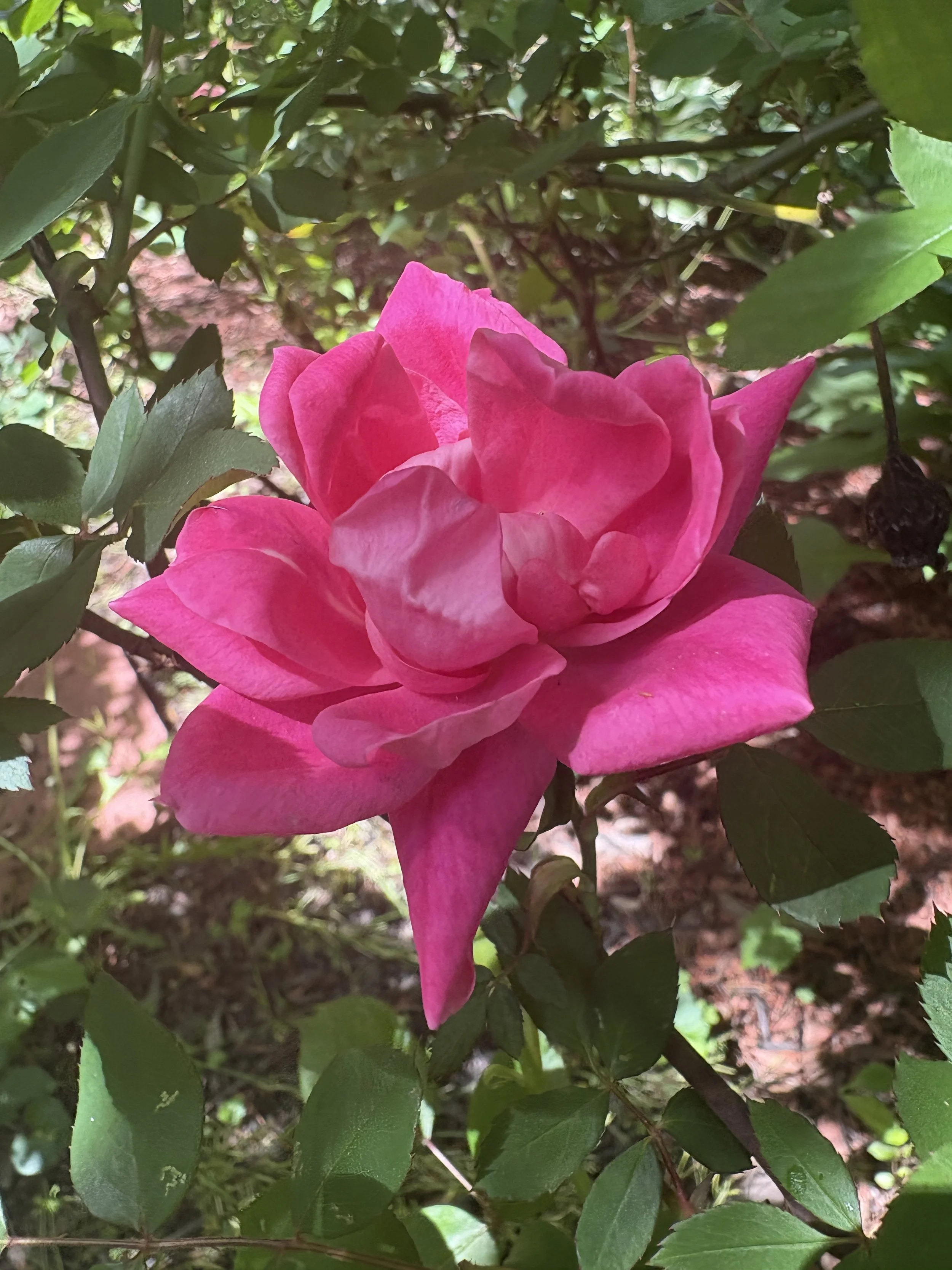 Summer's Blush by Shah Cantow, Digital Photography, Grade 11, James Hubert Blake High School, Teacher: Melisa Matthews, Montgomery County Public Schools