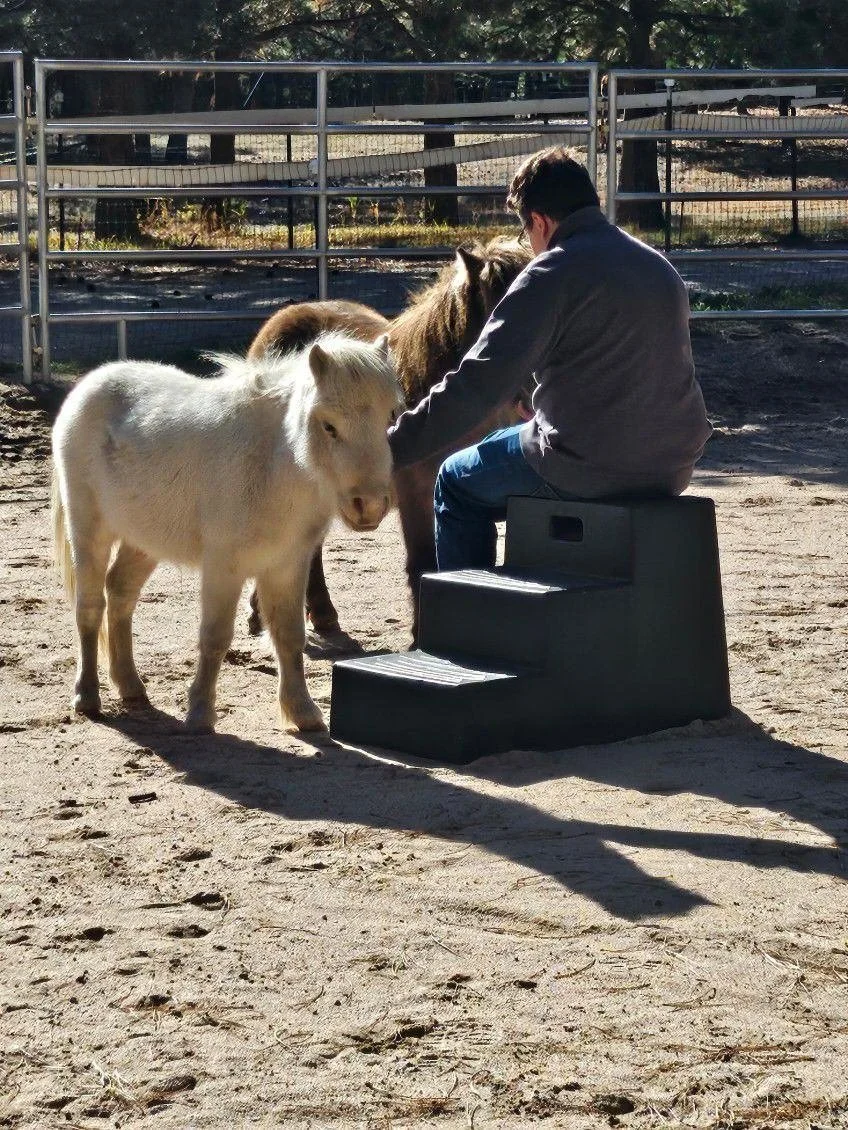 A person sitting on a black step stool in a fenced outdoor area, participating in equine therapy, with a white pony and a brown horse nearby.