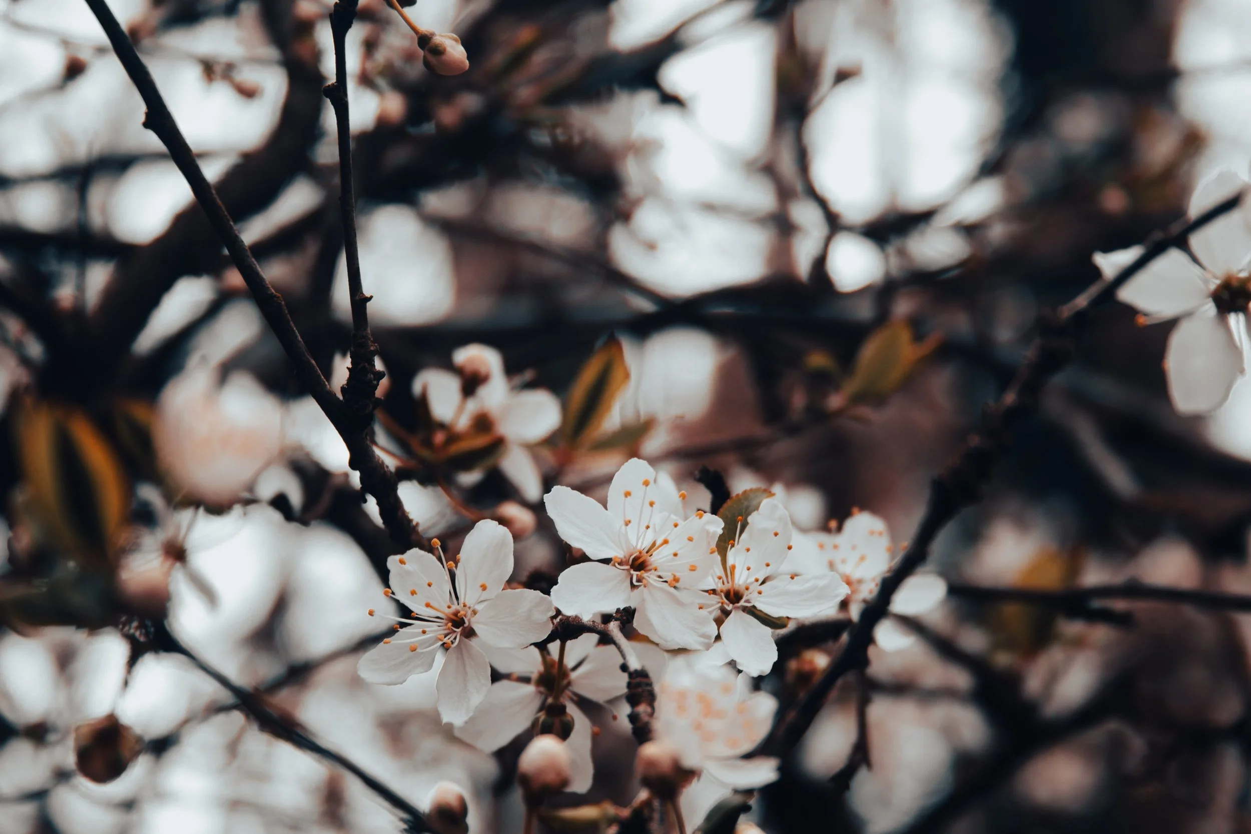 cherry.jpg