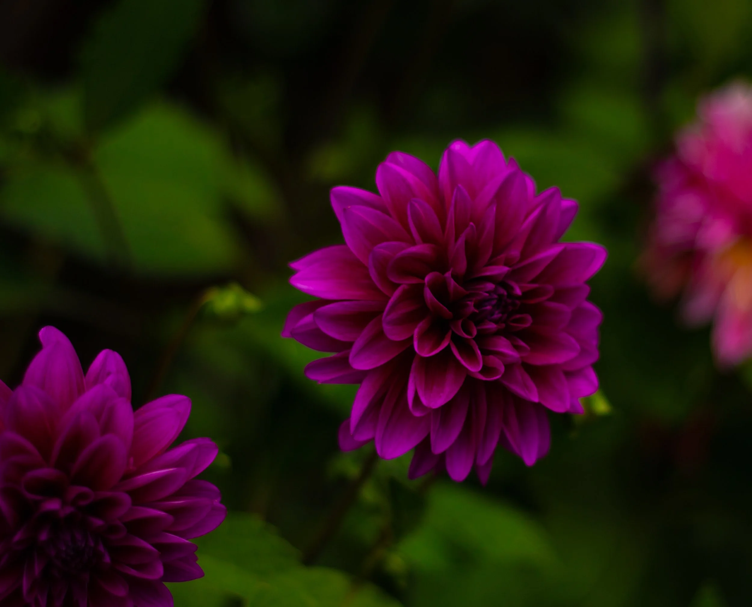 flower.jpg
