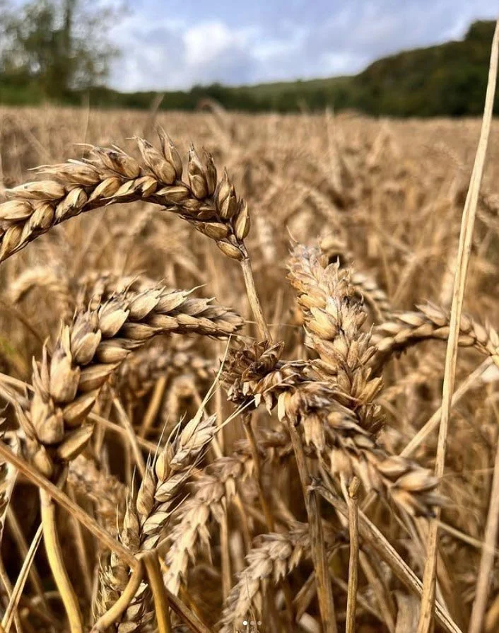 wheat.jpg