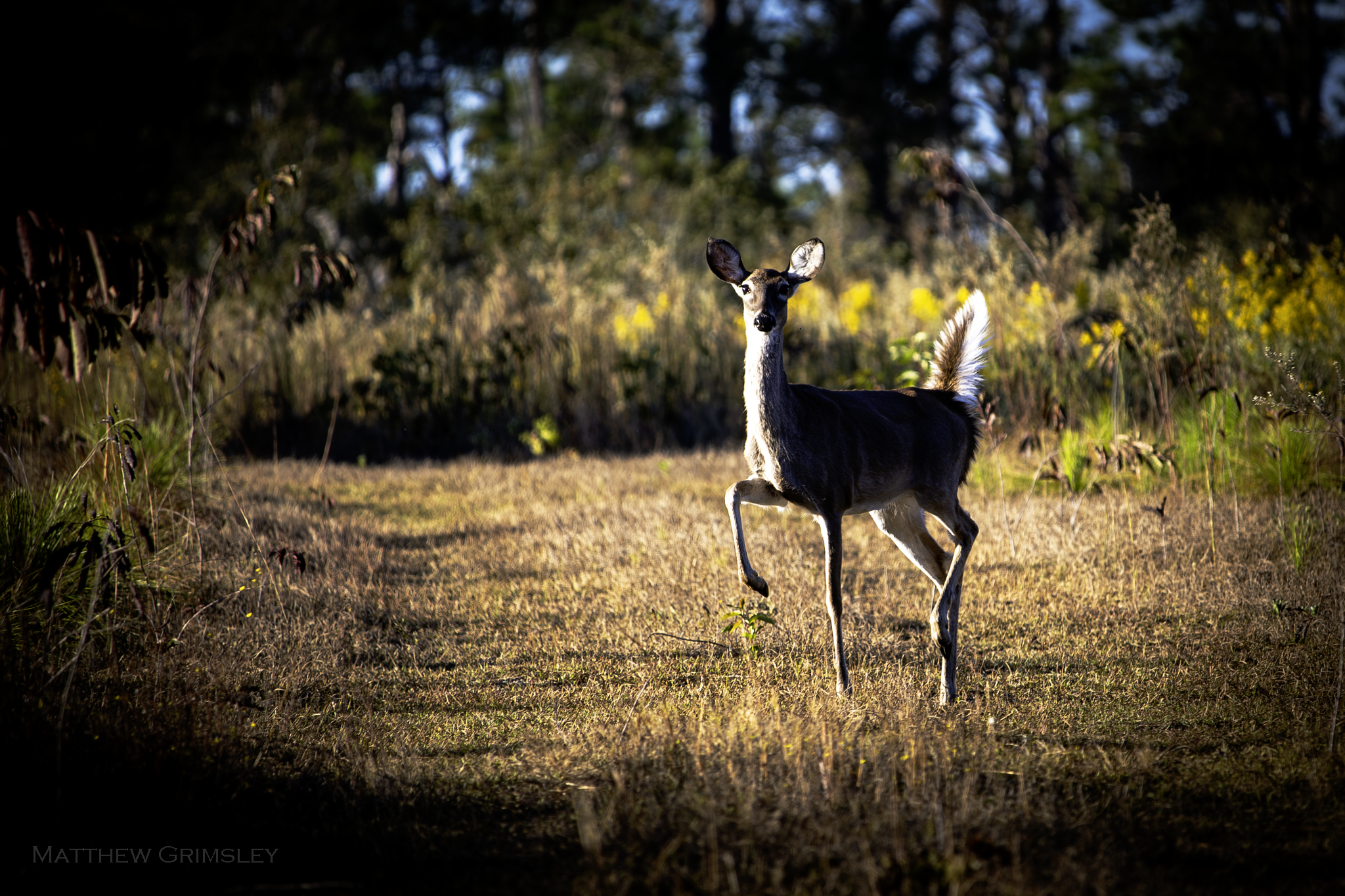 Deer11-2-12.png