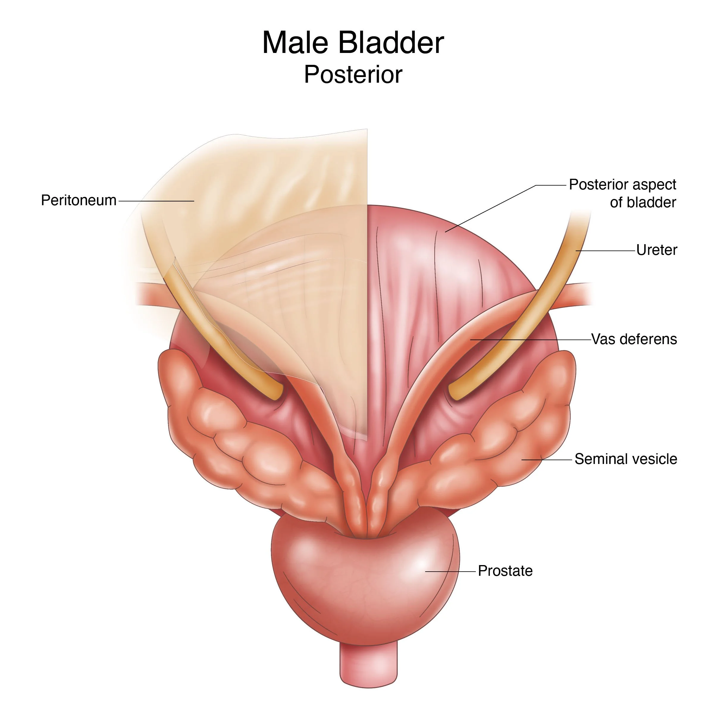 Anatomy of the Male Bladder - Posterior View
