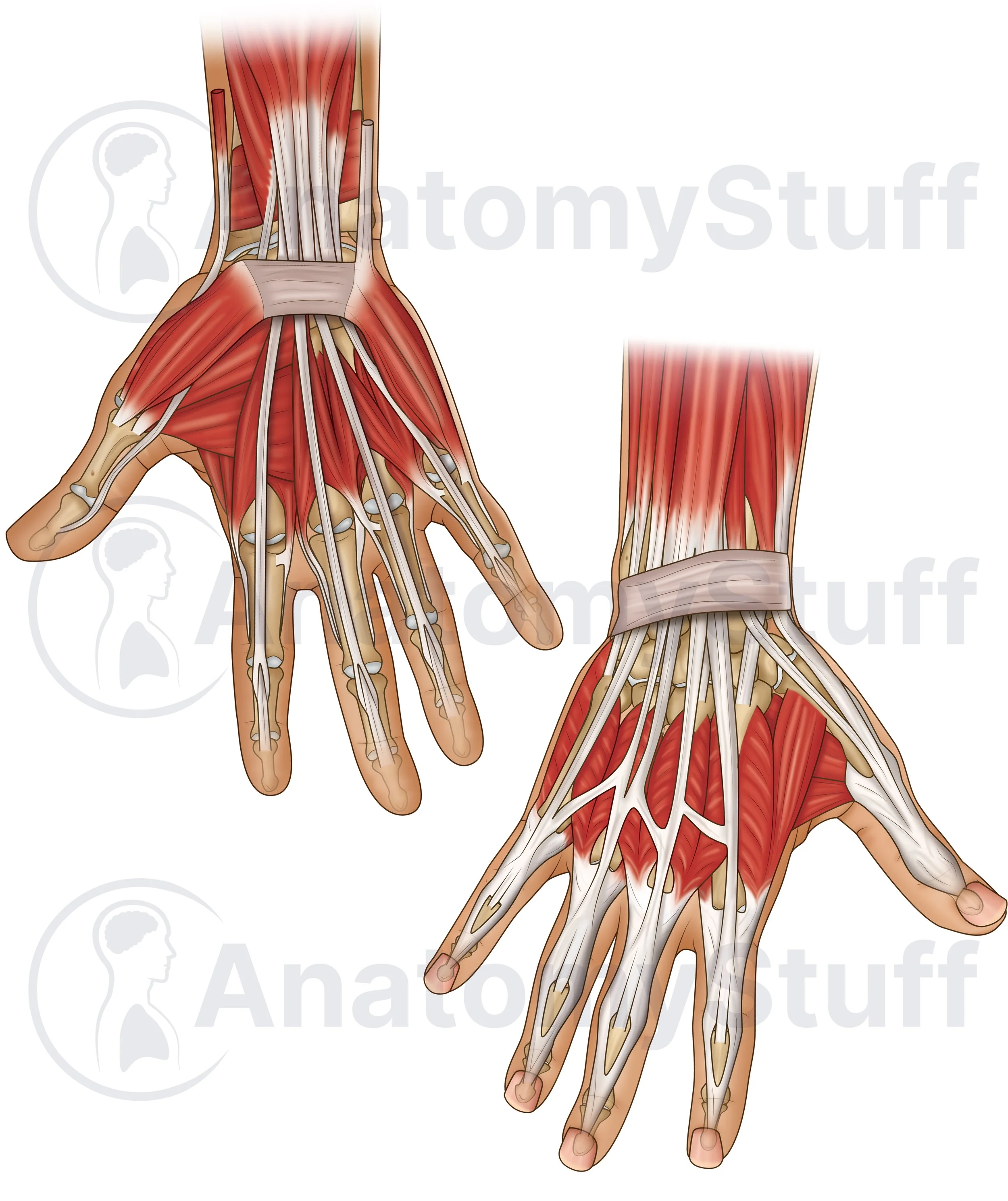 Hand Wrist Anatomy