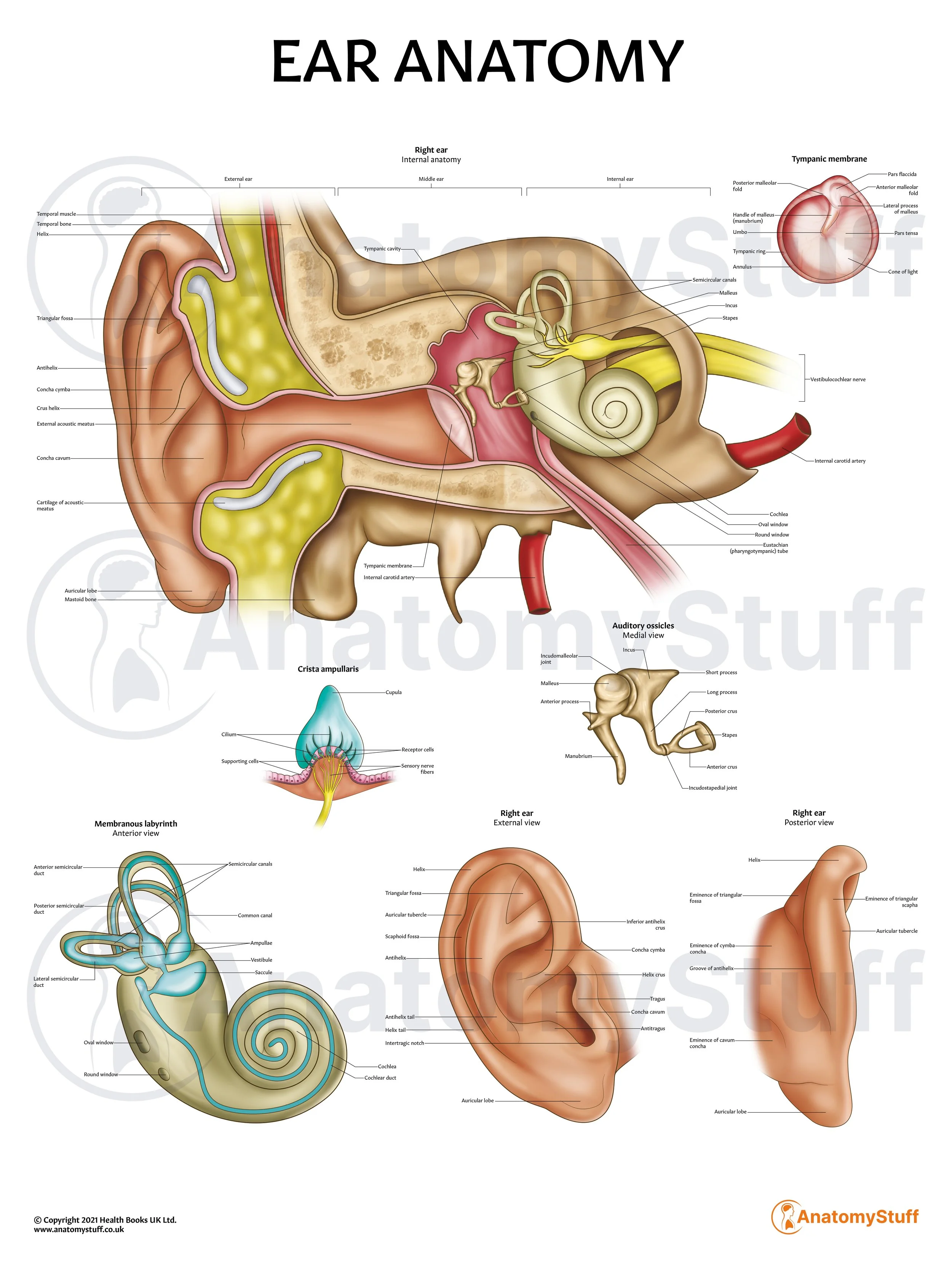 Ear Anatomy