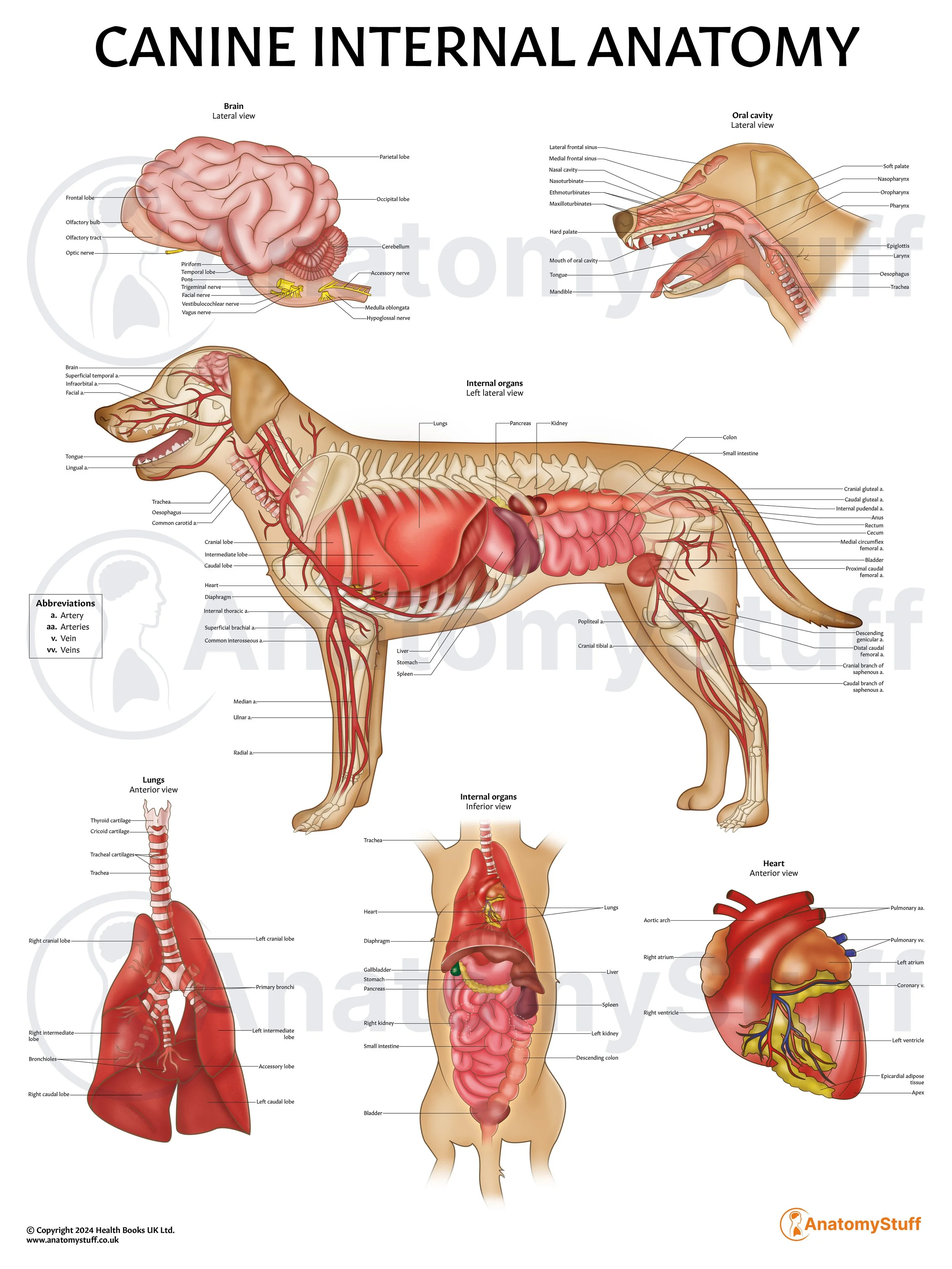 Canine Internal Organs