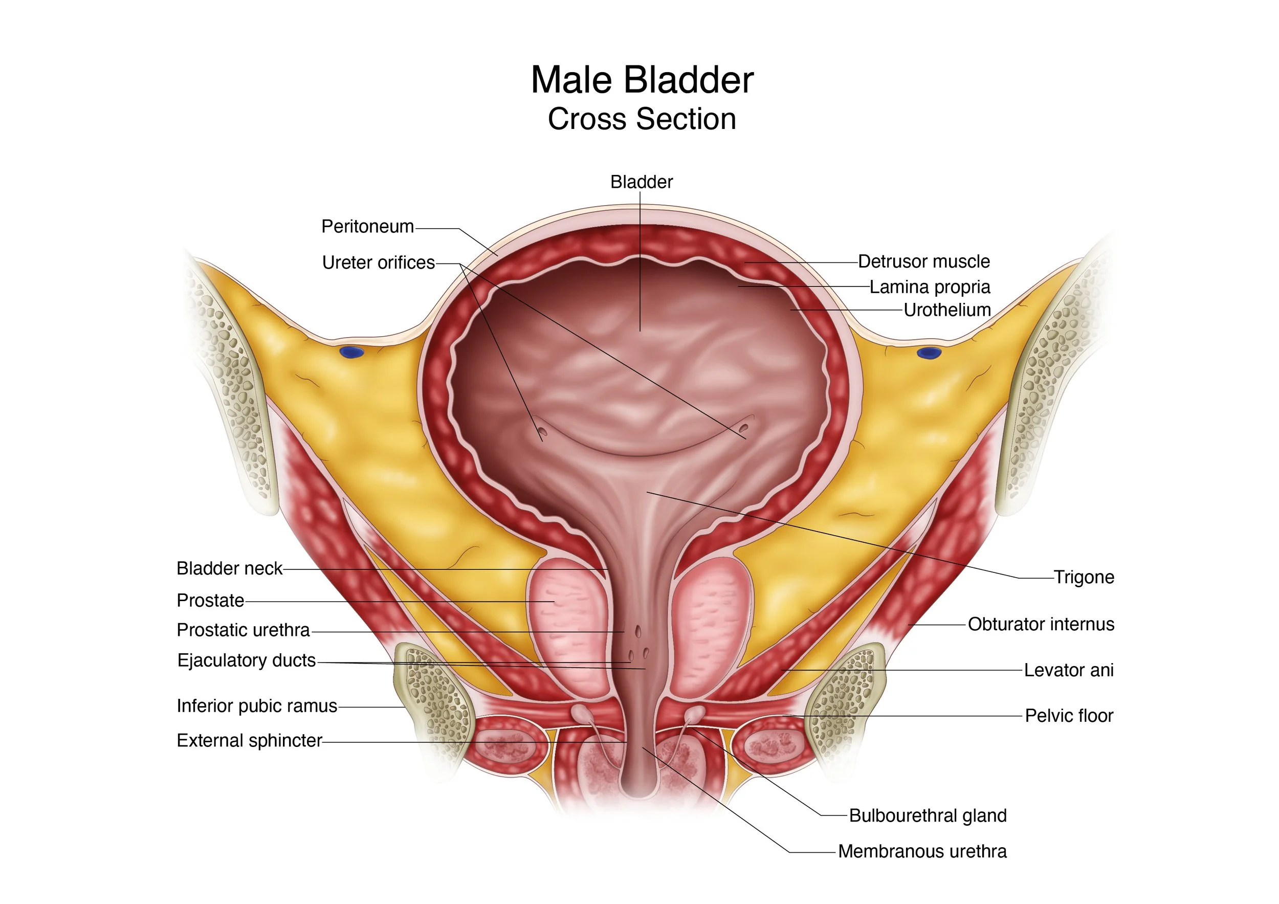 Anatomy of the Male Bladder - Cross Section