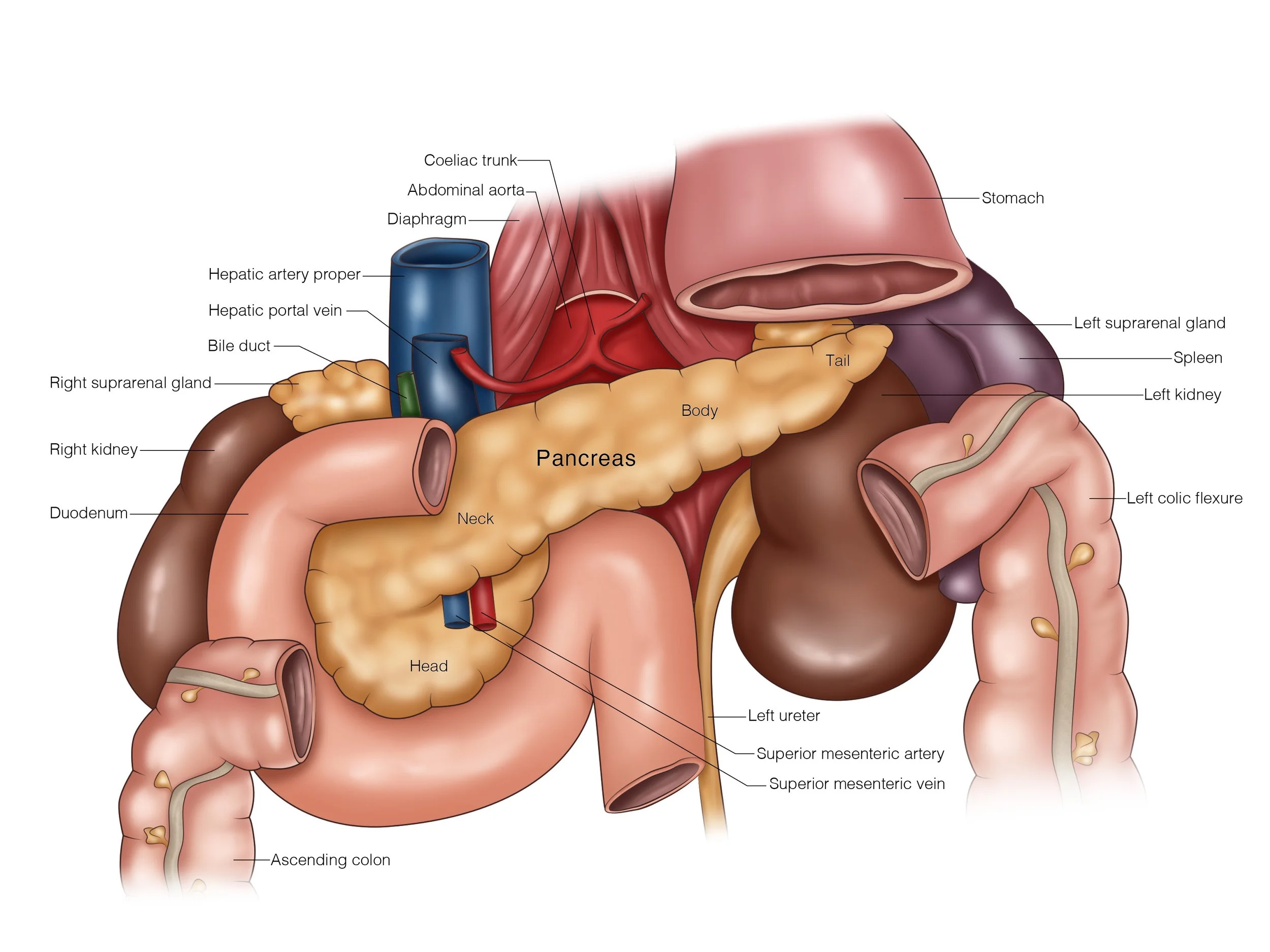 Anatomy of the Pancreas In Situ