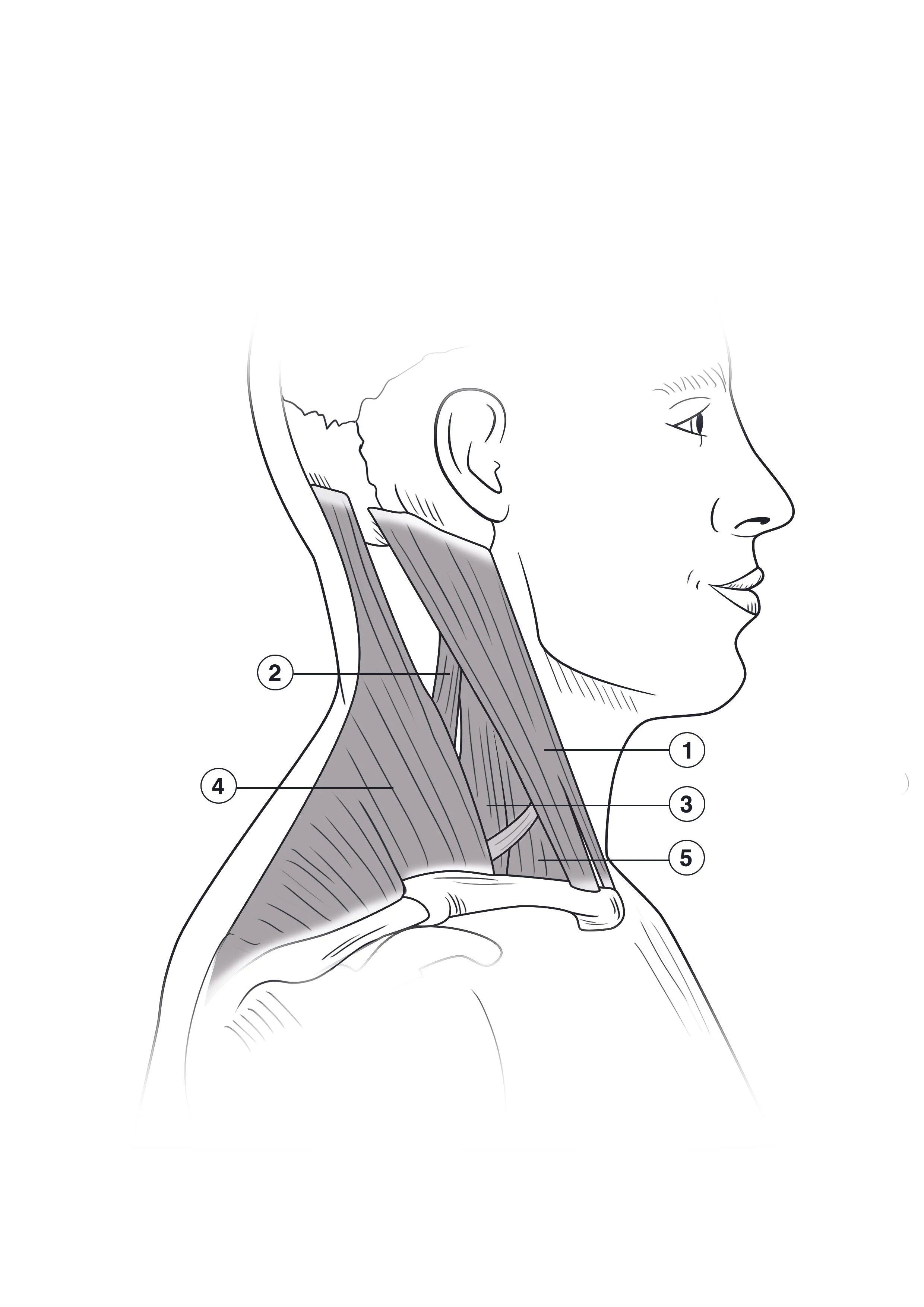 Neck Anatomy line drawing