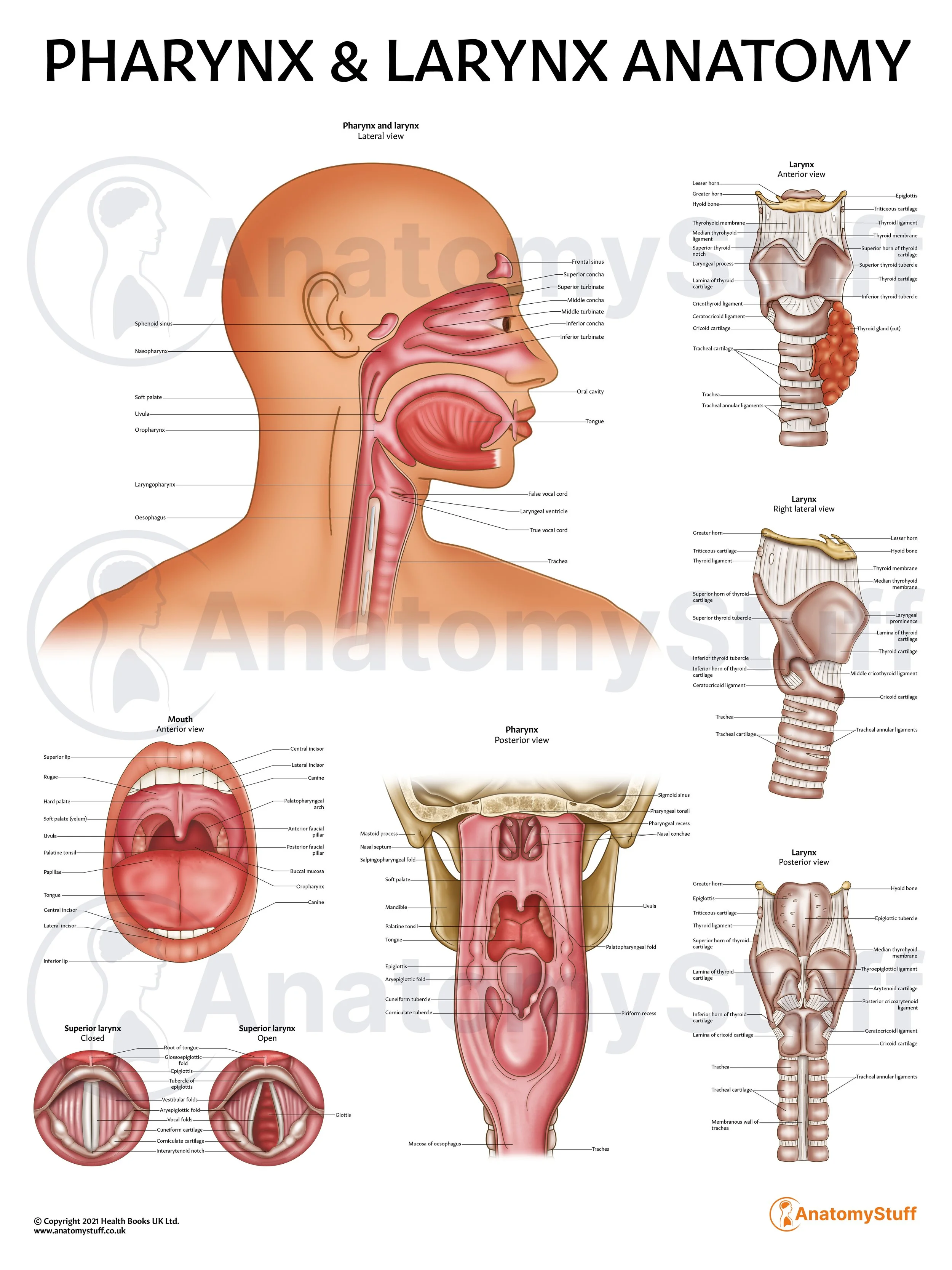 Pharynx & Larynx Anatomy