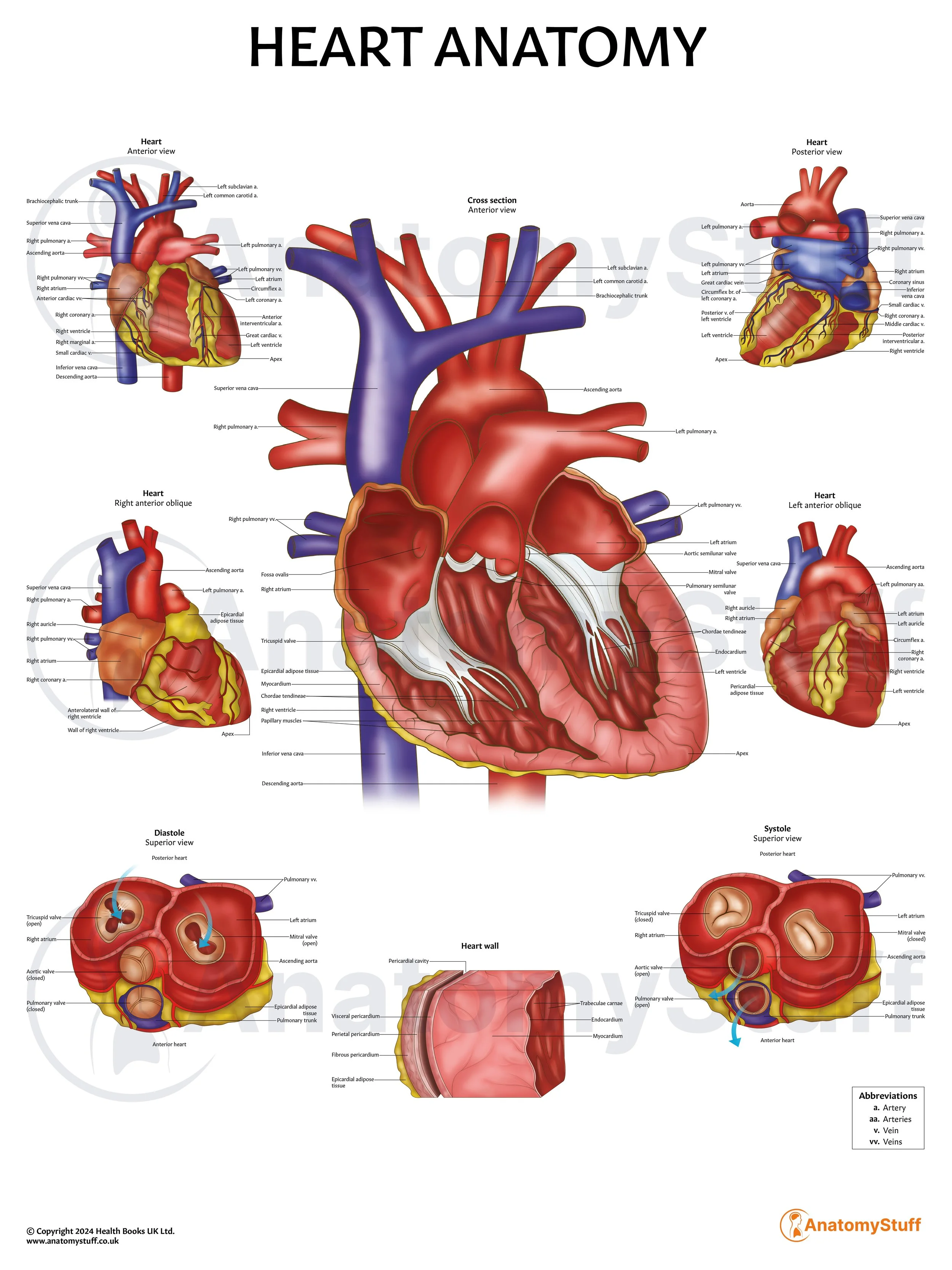 Heart Anatomy