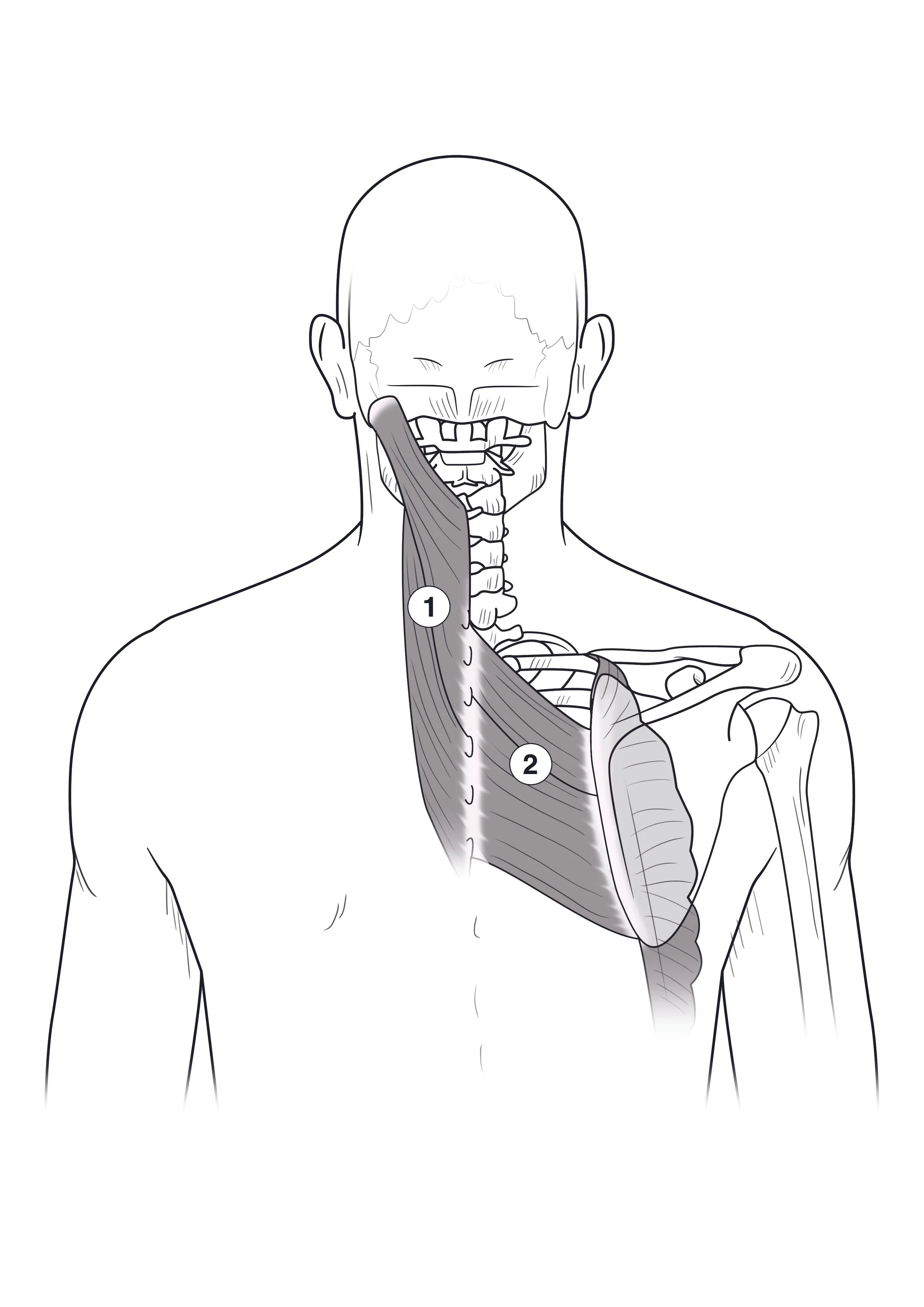 Winged scapula back anatomy