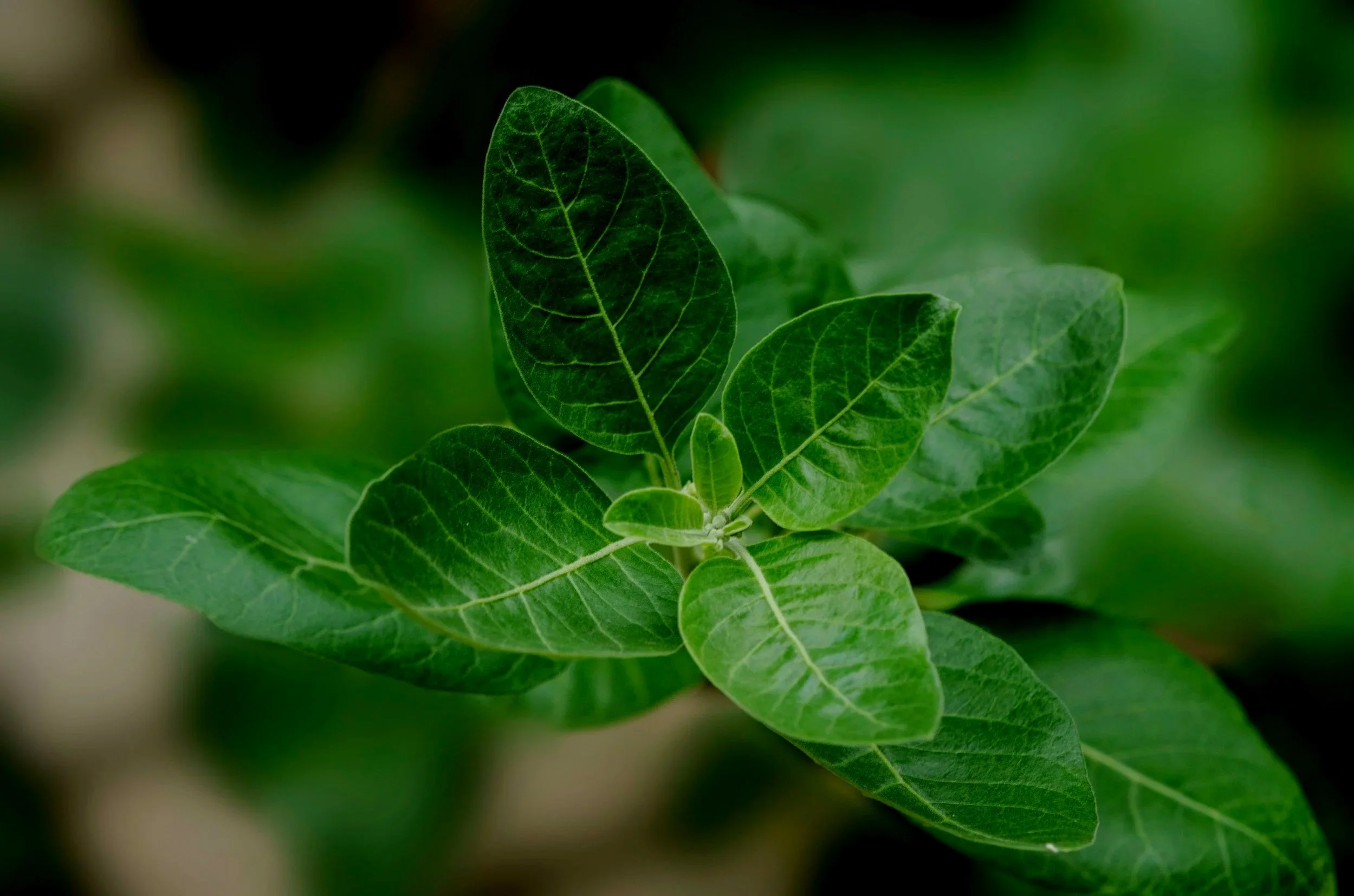 Did Ashwagandha Reduce My Stress? Part 1 - It's Been 6 Weeks...