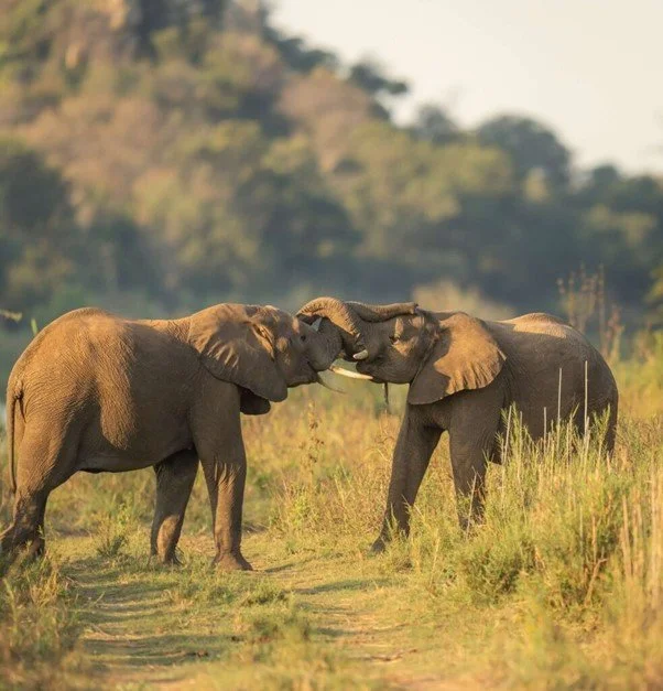 Two elephants touching trunk and head in a grassy savannah with trees in background.
