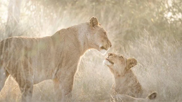 A lioness and a lion cub touching noses in a dusty landscape at sunset.