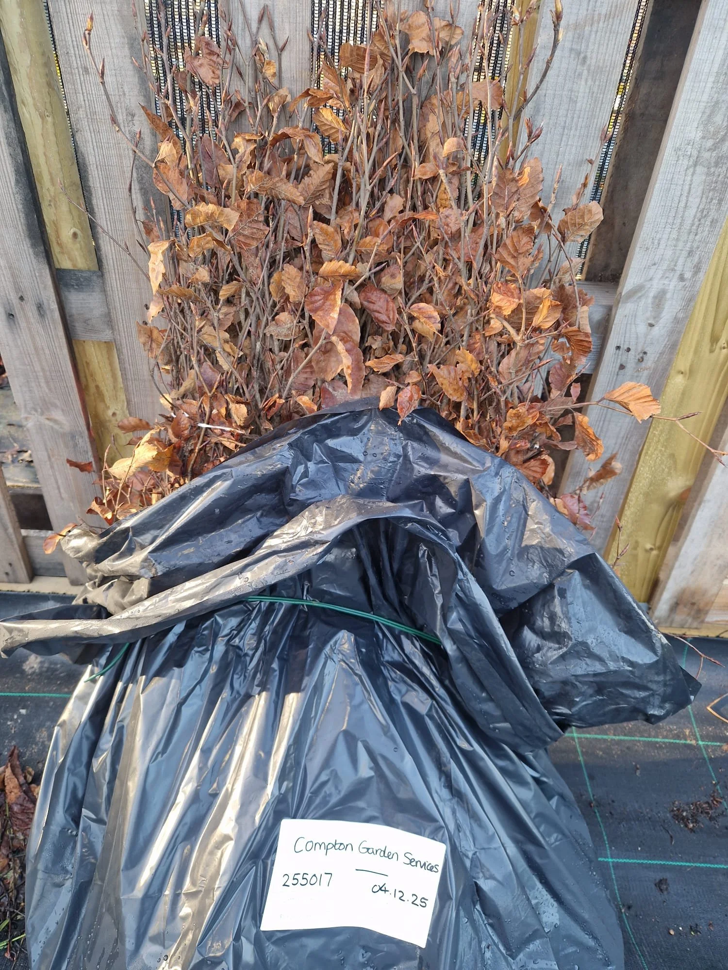 Winter Wonders: The Power of Bare Root Hedging