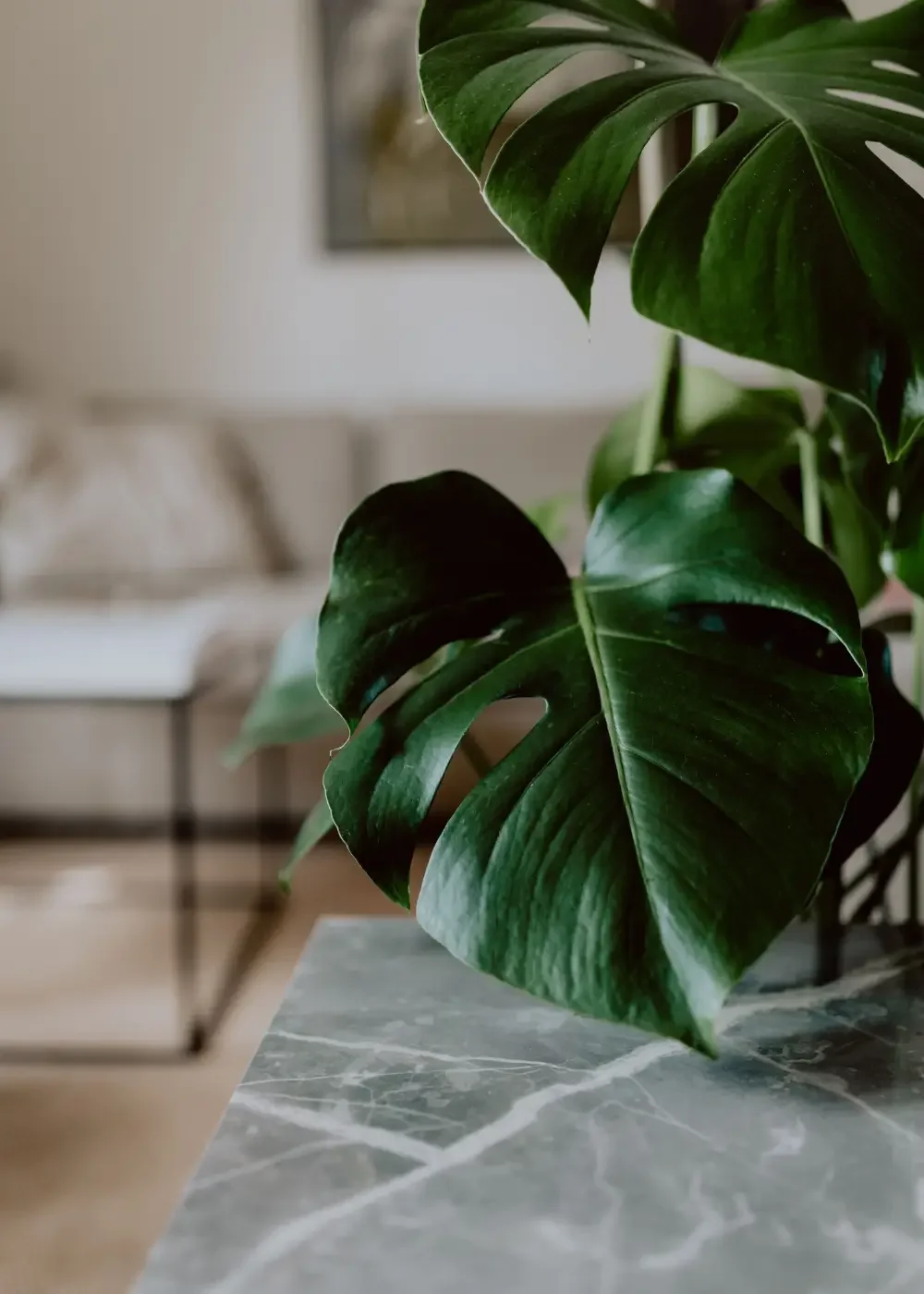 A close-up of a lush green monstera leaf resting on a marble table, with a blurred background showing a light-colored sofa and interior decor.