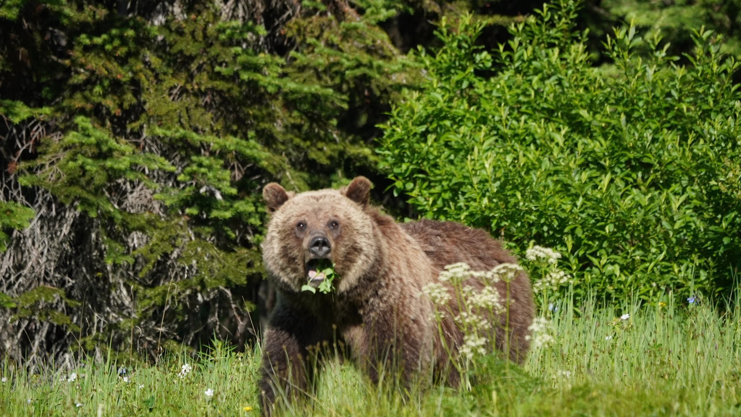 Foraging Grizzly II, Yellowstone National Park 2025