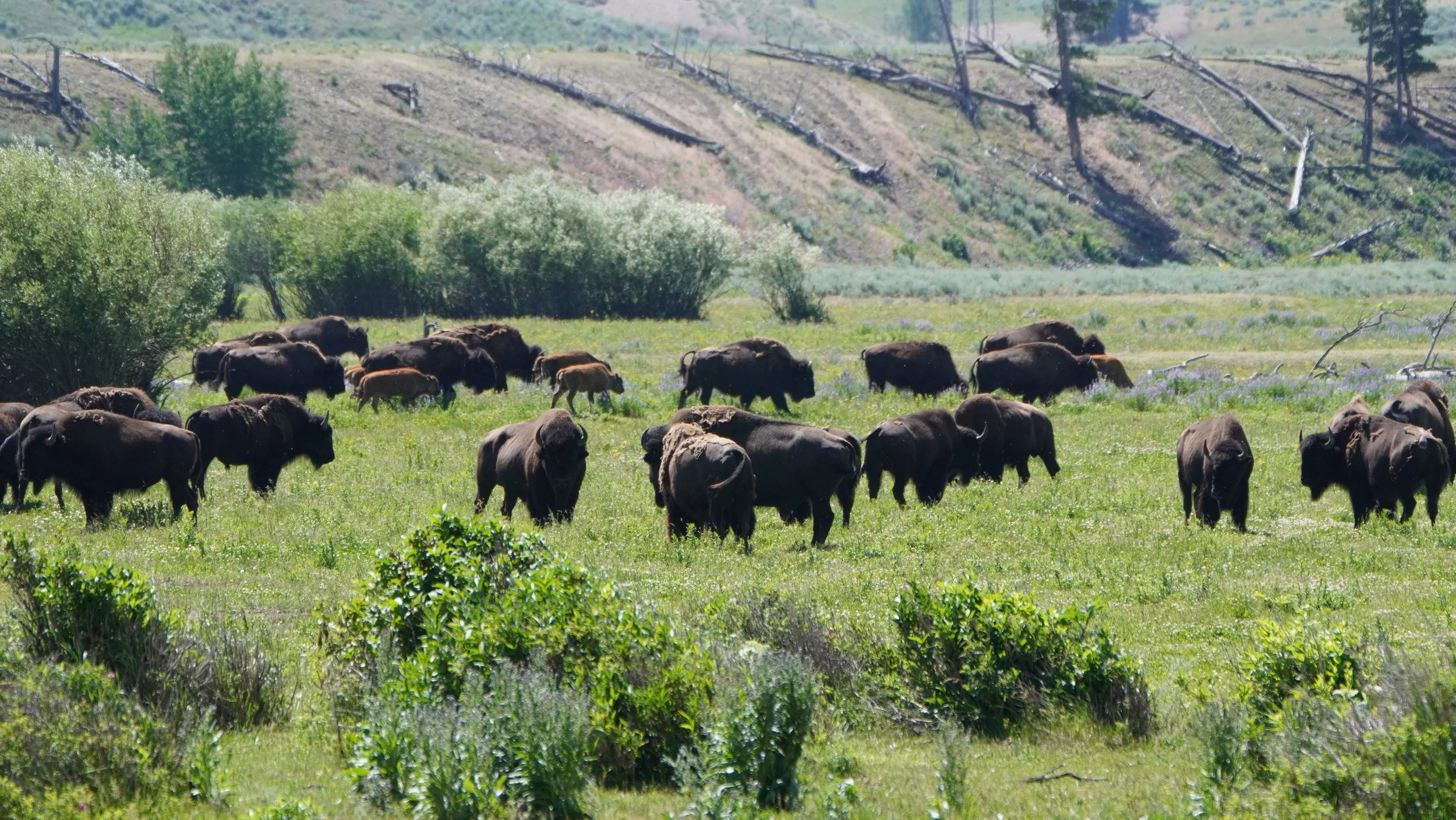 Bison Grazing Lamar Valley Yellowstone National Park 