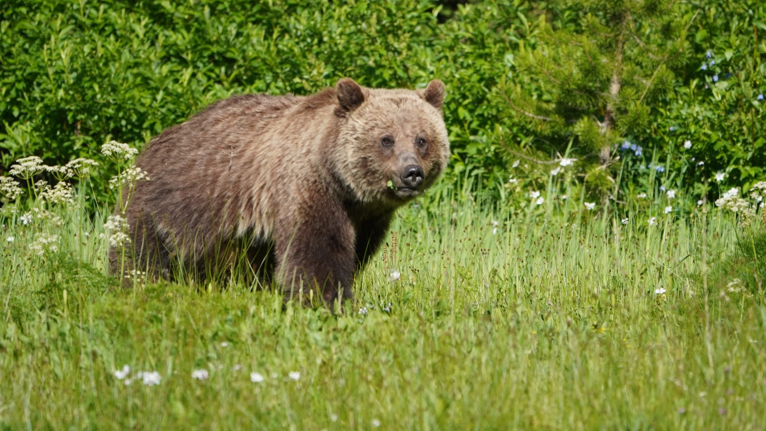 Foraging Grizzly III, Yellowstone National Park 2025
