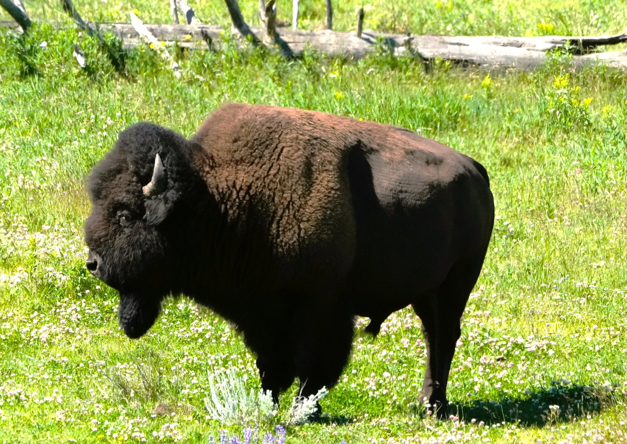 Posing Bison