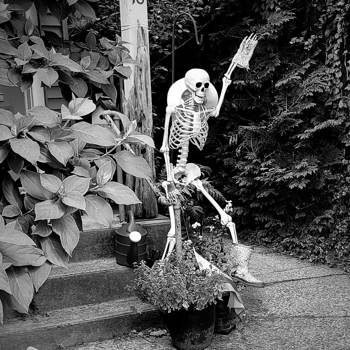 "Stephen" Sleepy Hollow, NY 2021