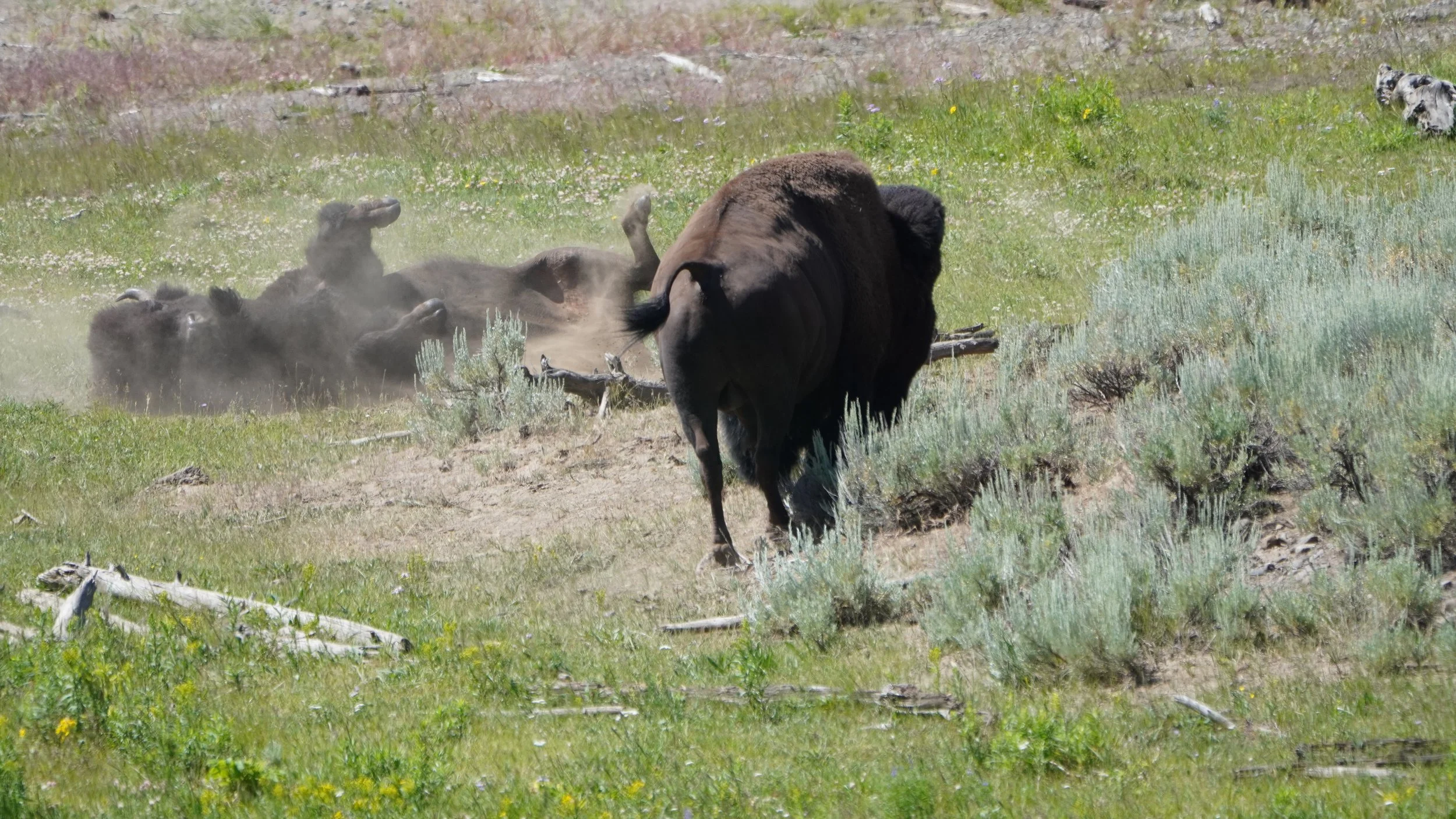 Rolly Polly Bison, Yellowstone National Park 2025