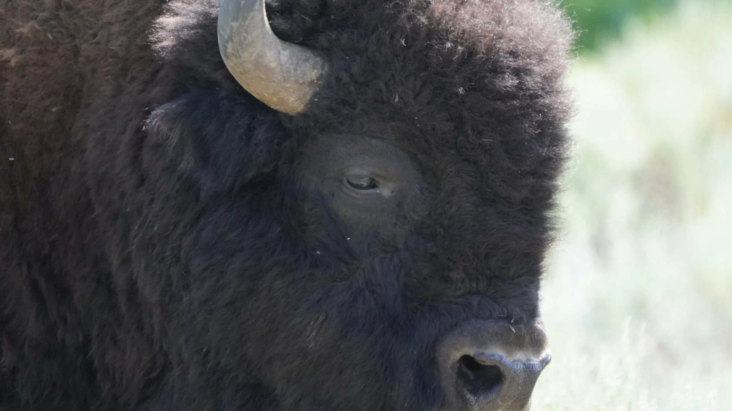 Head Bison Yellowstone National Park 2025 