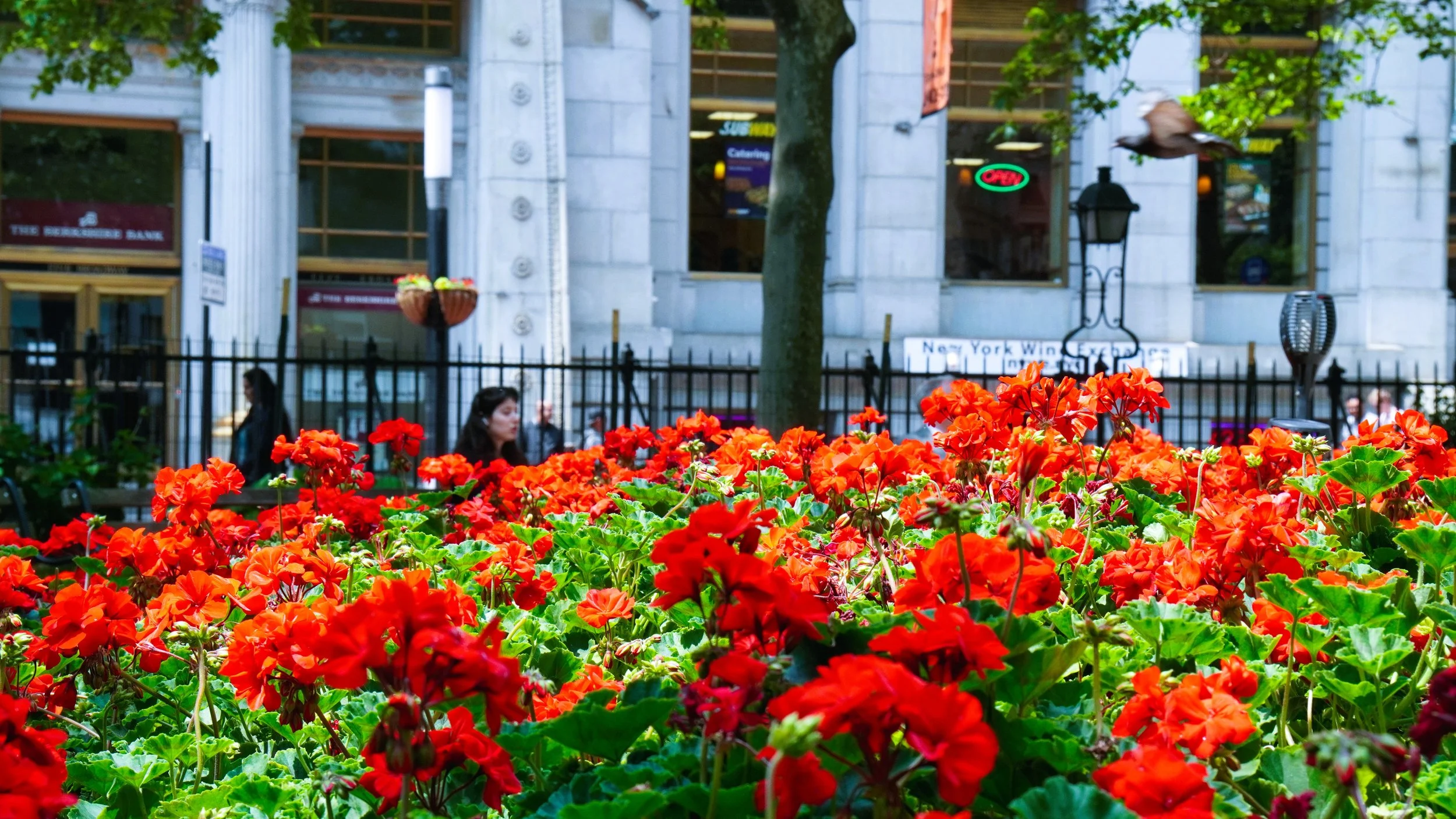 Downtown Geraniums