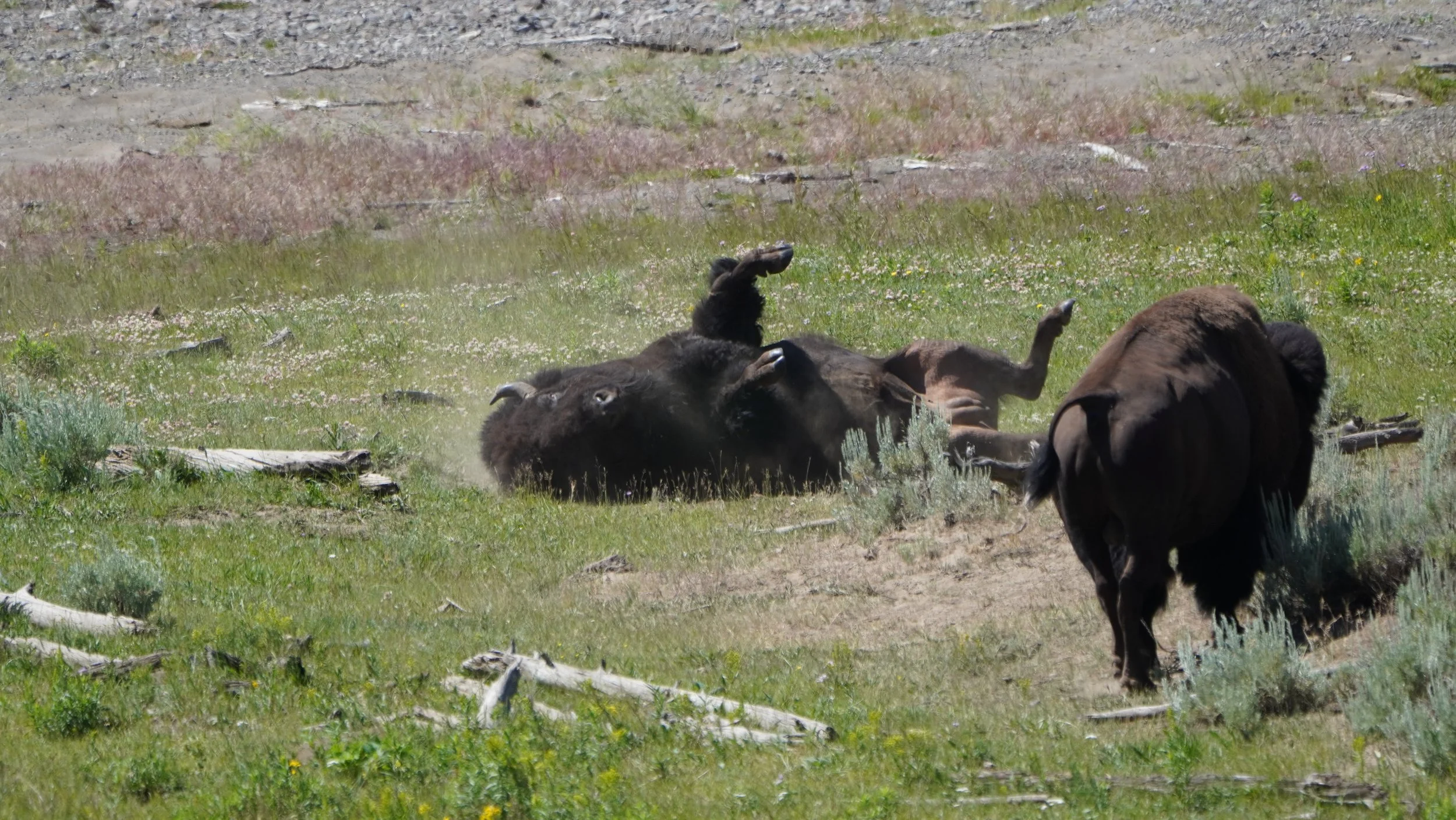 Yellowstone National Park- Lamar Valley Happy Bison. 