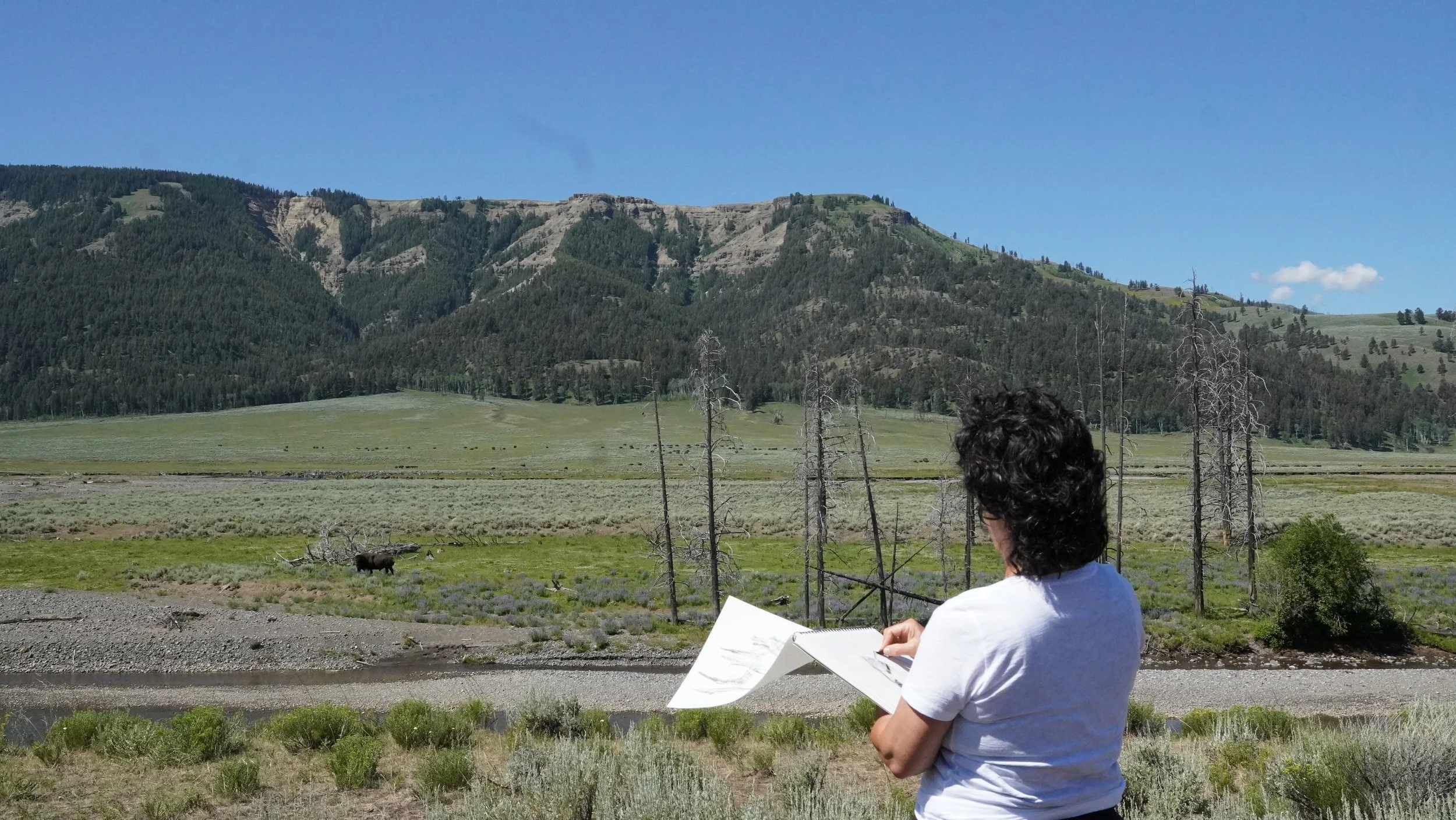 Yellowstone National Park Lamar Valley Summer 2025- Moshgan charcoal drawing Bison. 