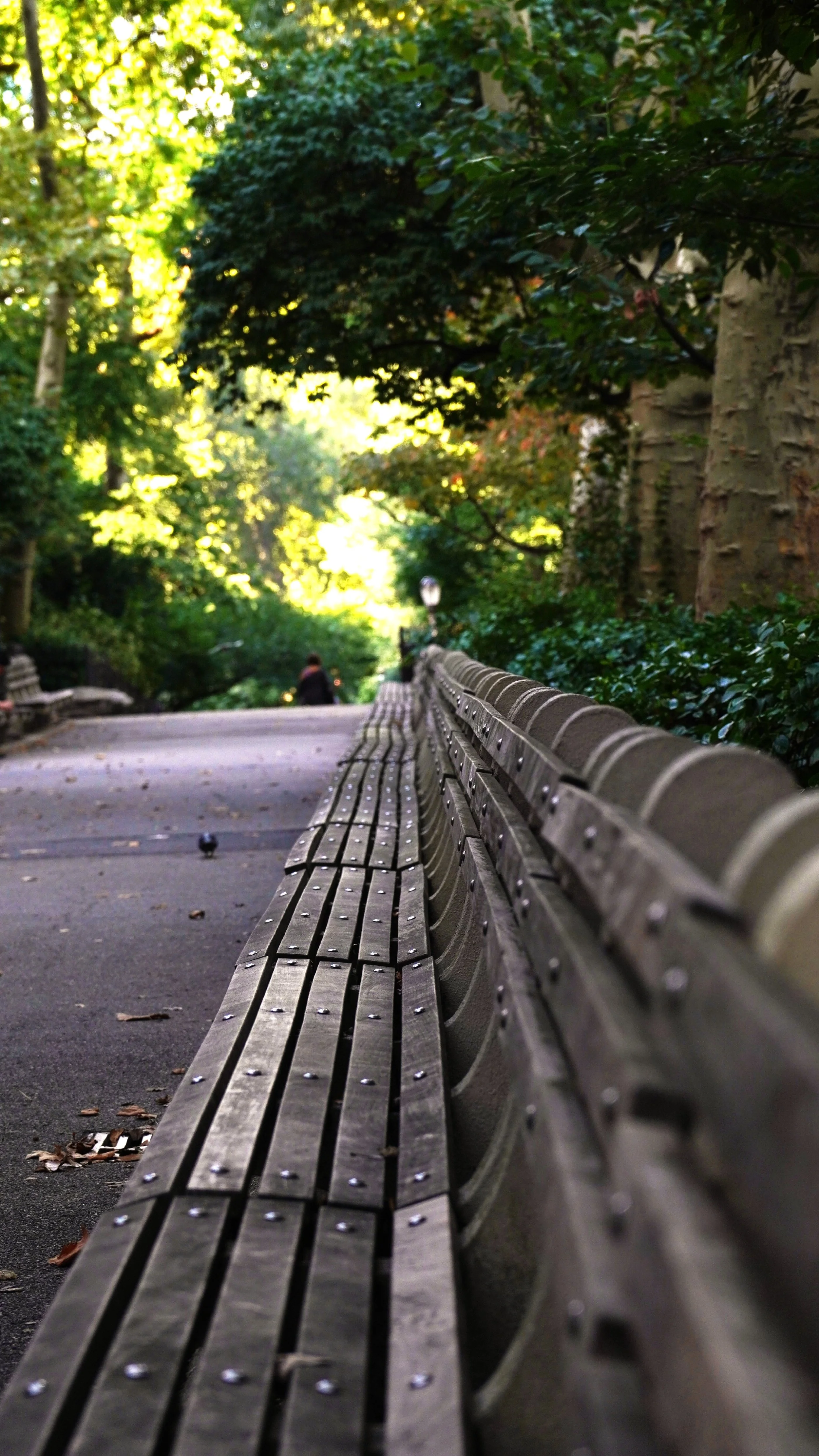 Bench Seat New York Empty Alone Summer