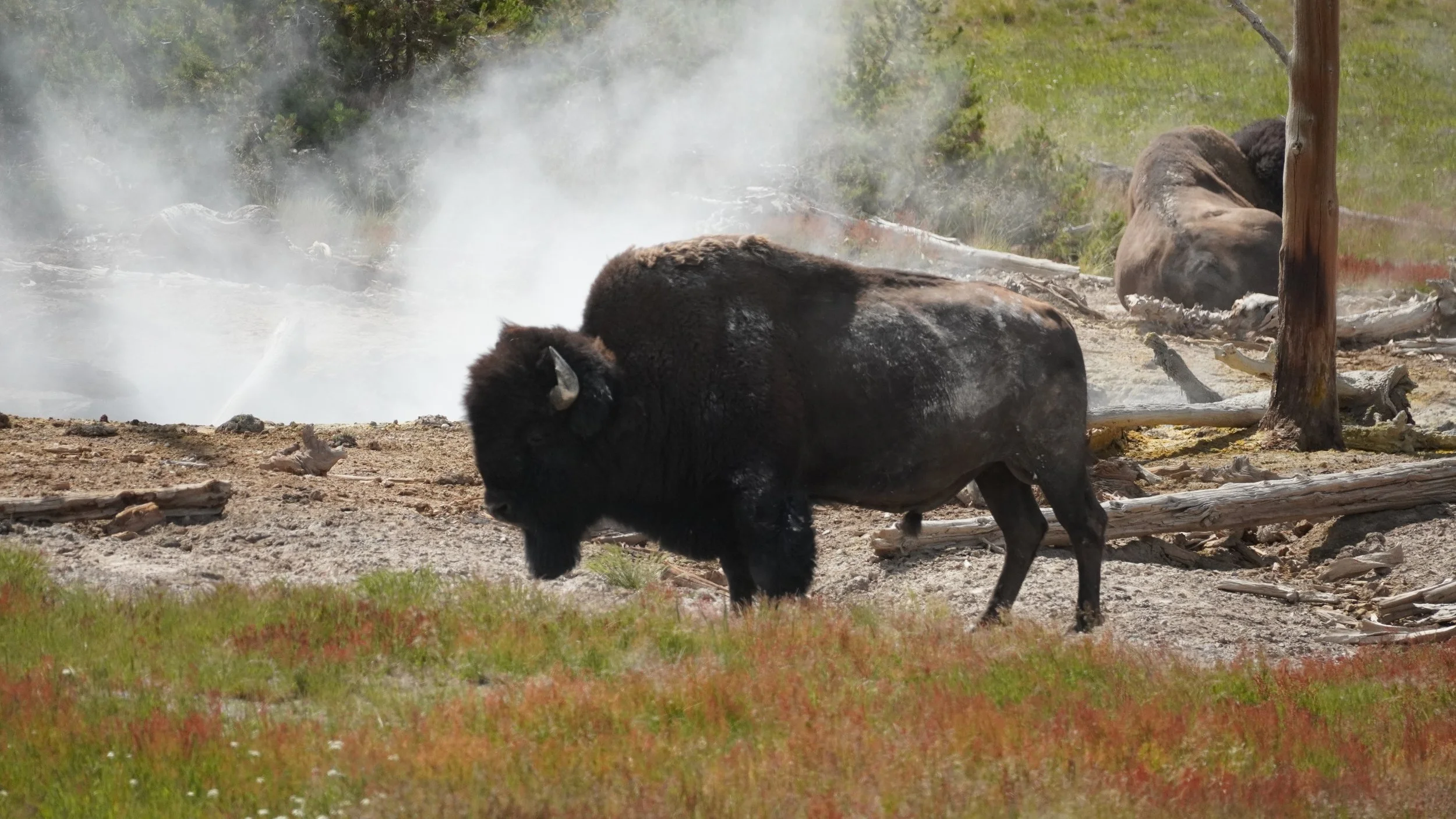 Geo Thermal Bison