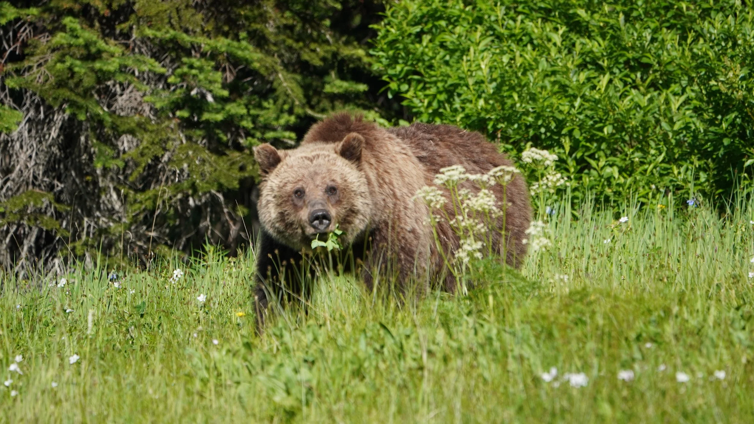 Foraging Grizzly I, Yellowstone National Park, 2025