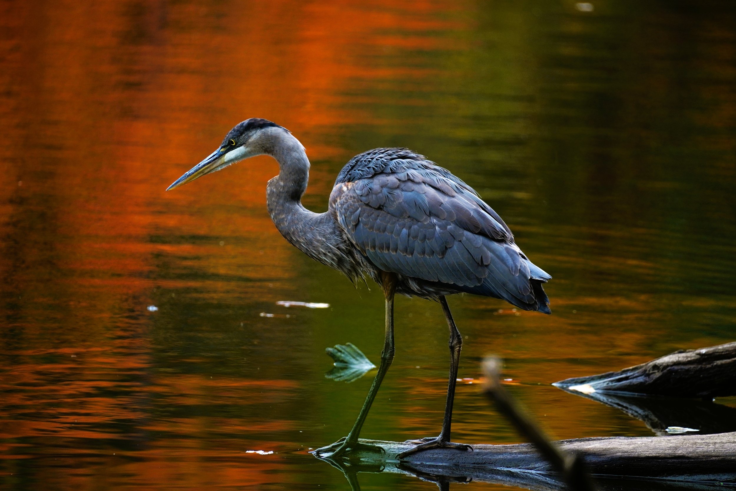 White Faced Crane