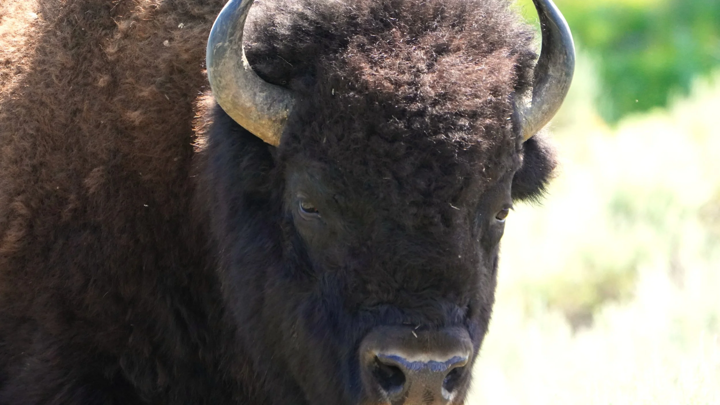 Bison Head I