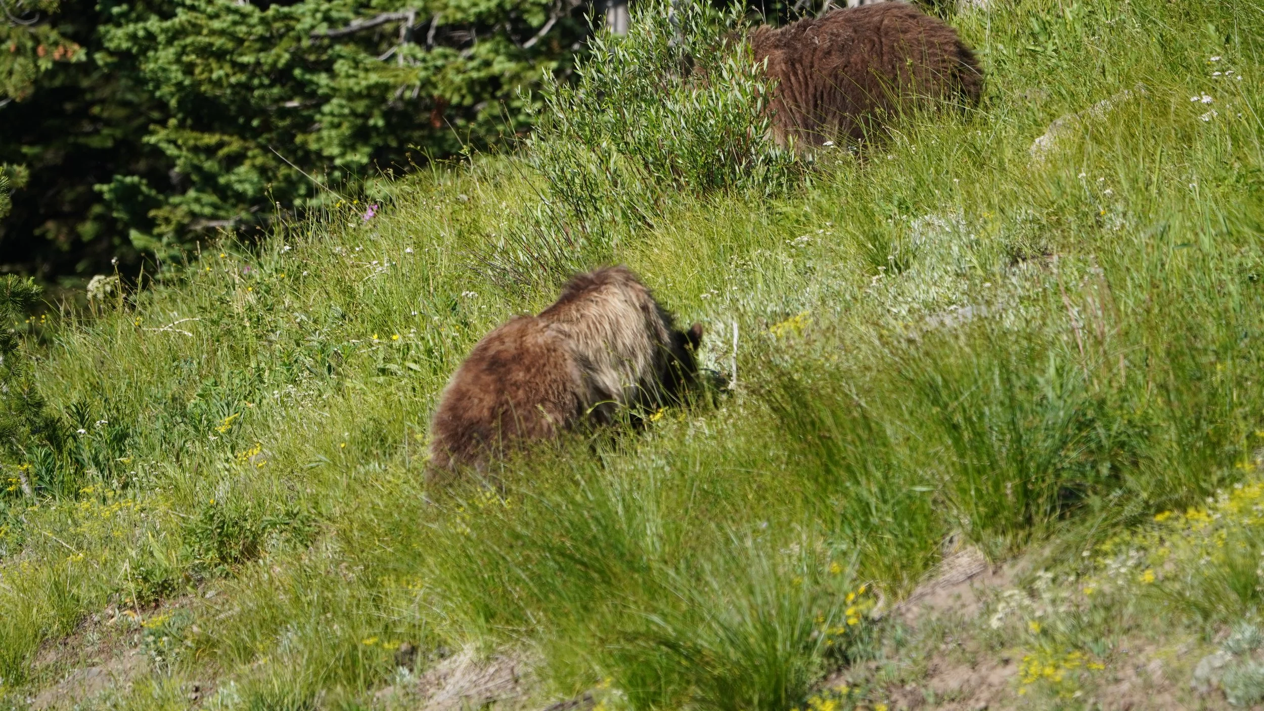 Foraging Grizzly Couple