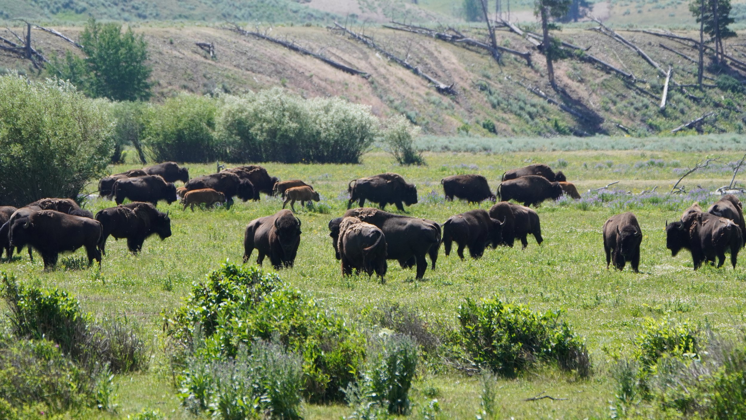 Grazing Bison II