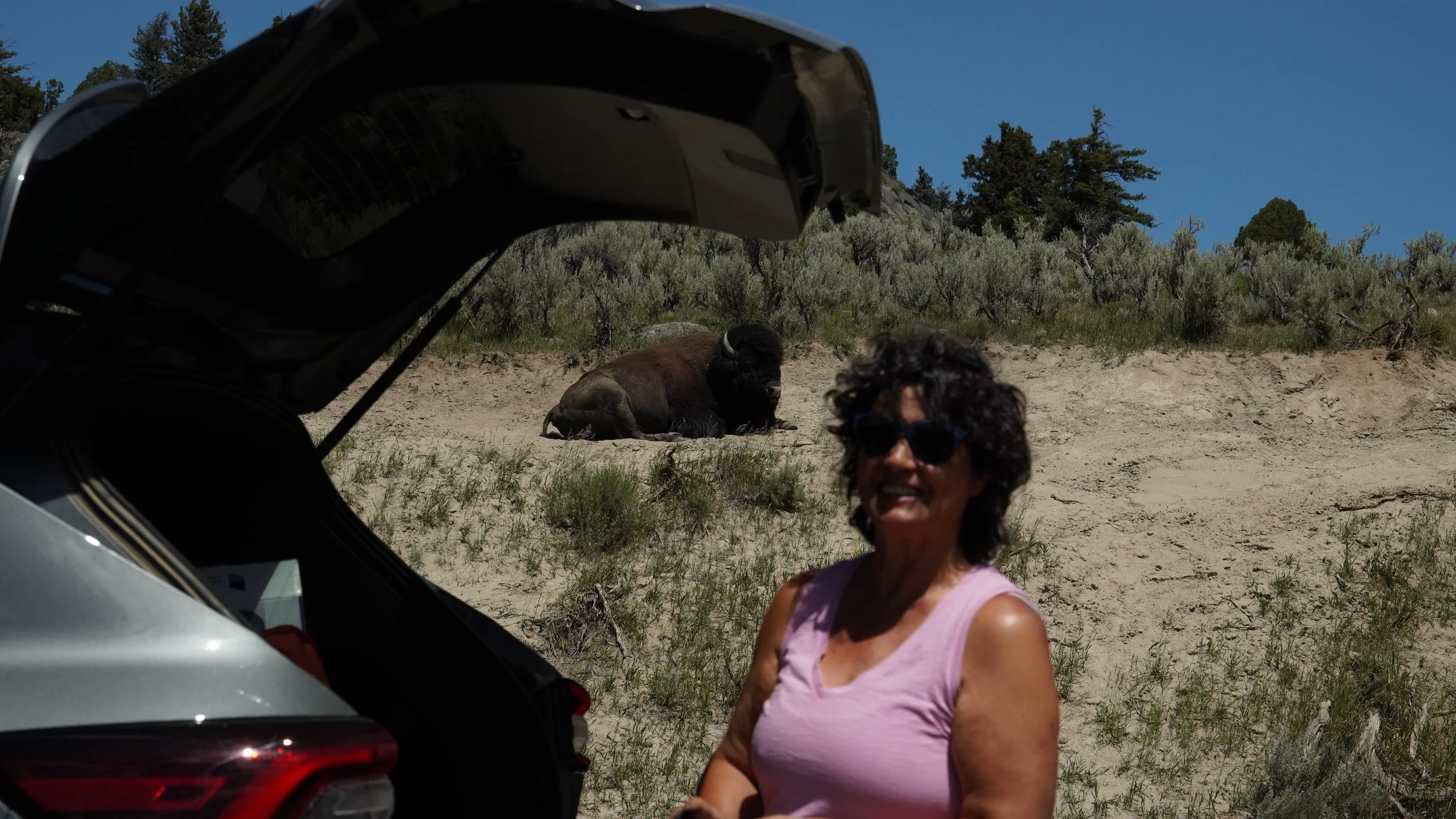Yellowstone National Park Lamar Valley Summer 2025- Moshgan and Jerry the Bison. 