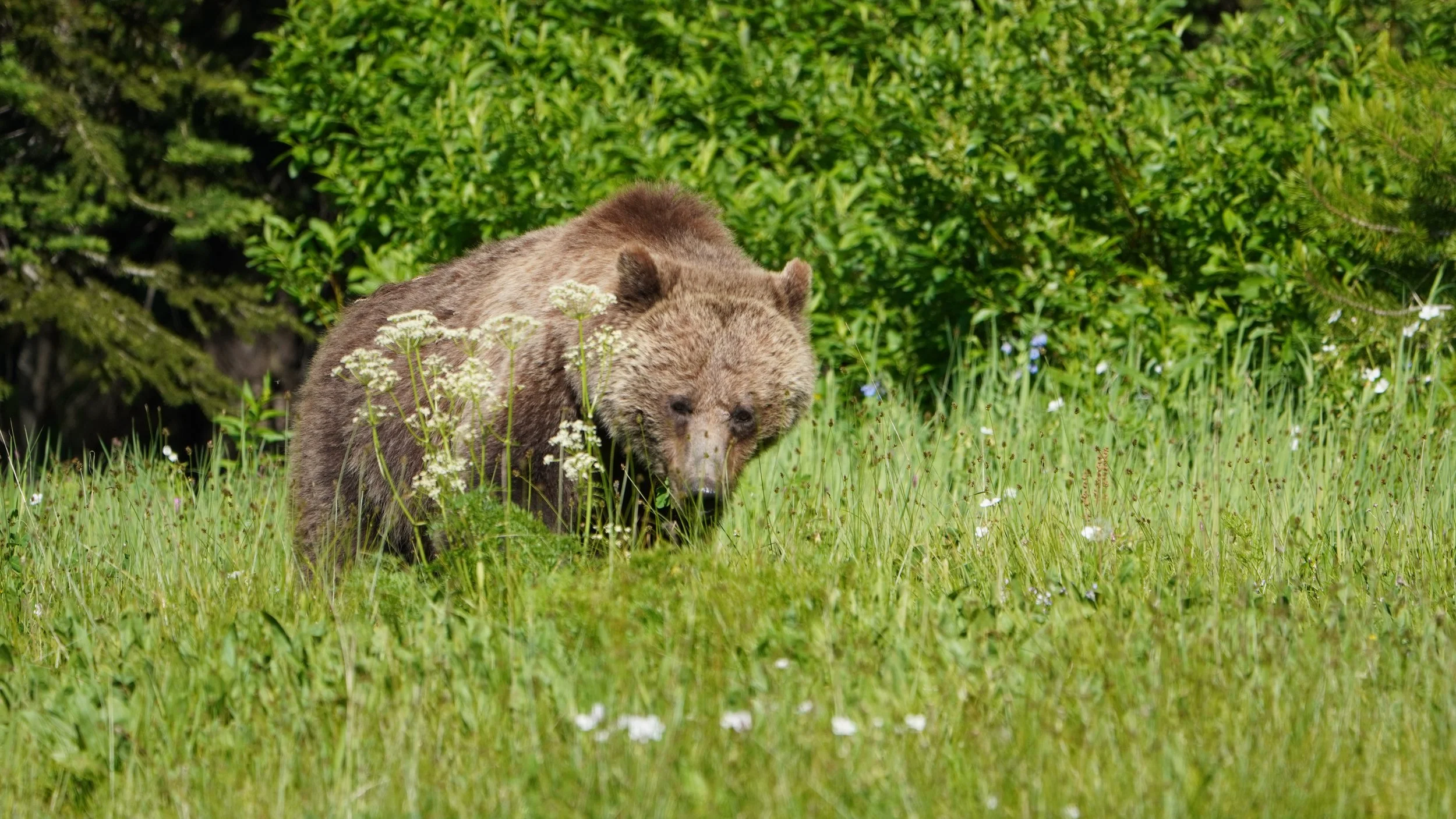 Foraging Grizzly III