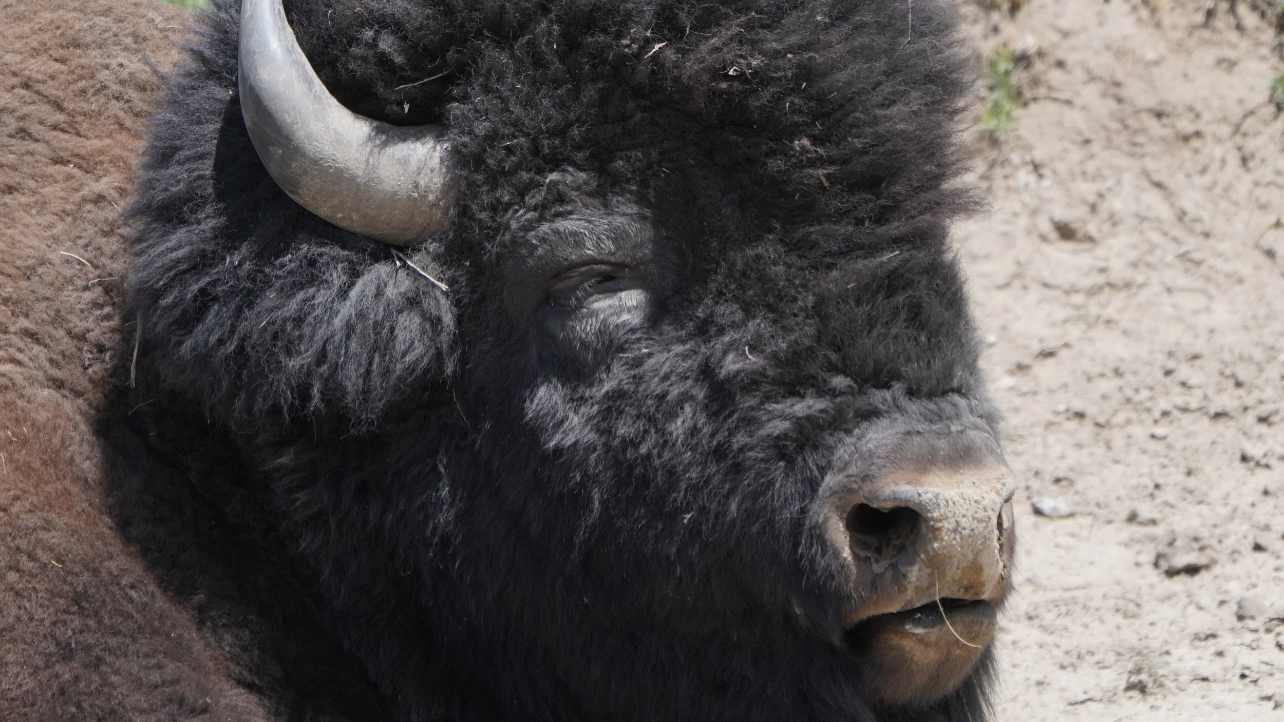 Content Bison Yellowstone National Park 2025