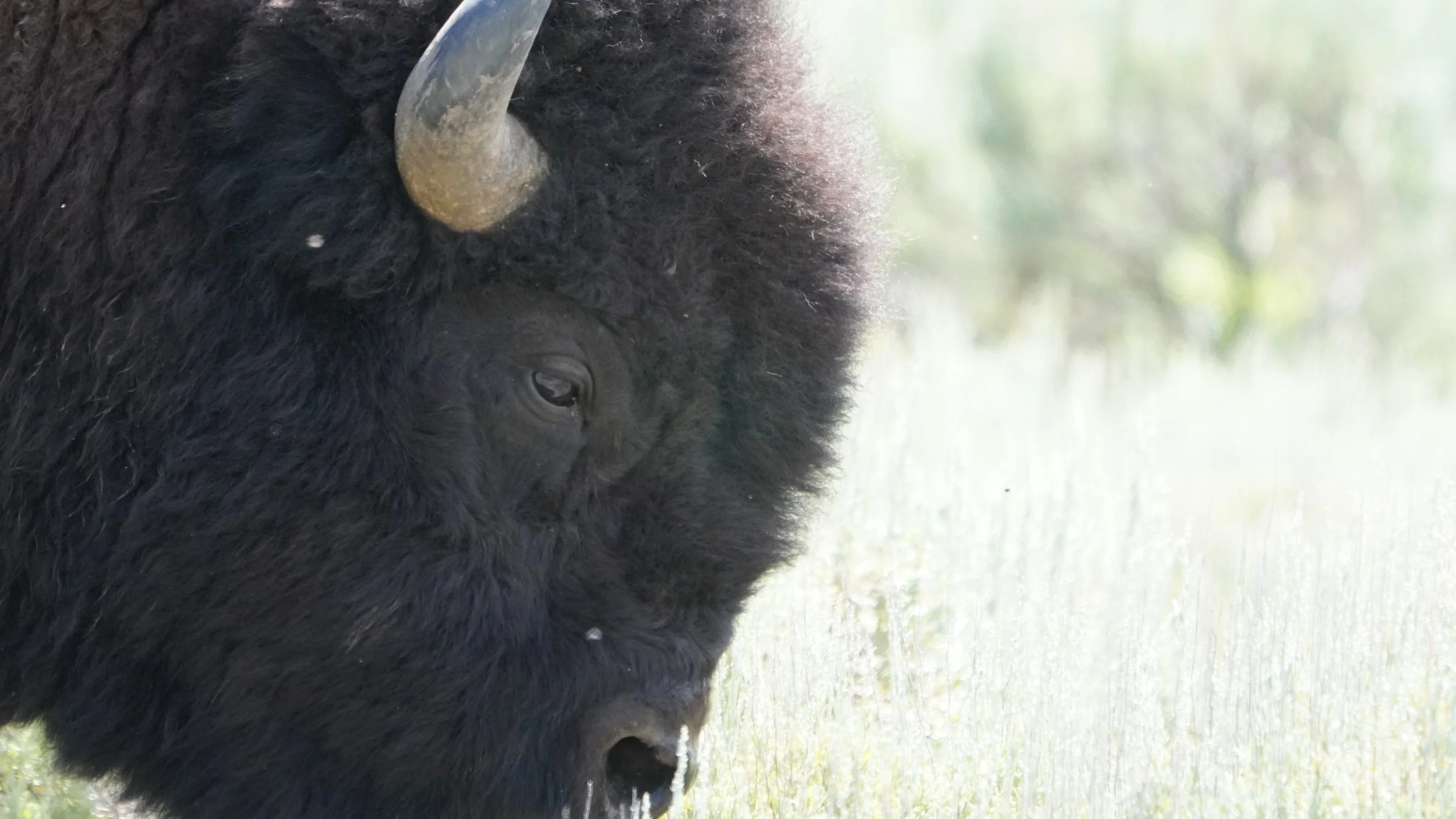Bison Head II