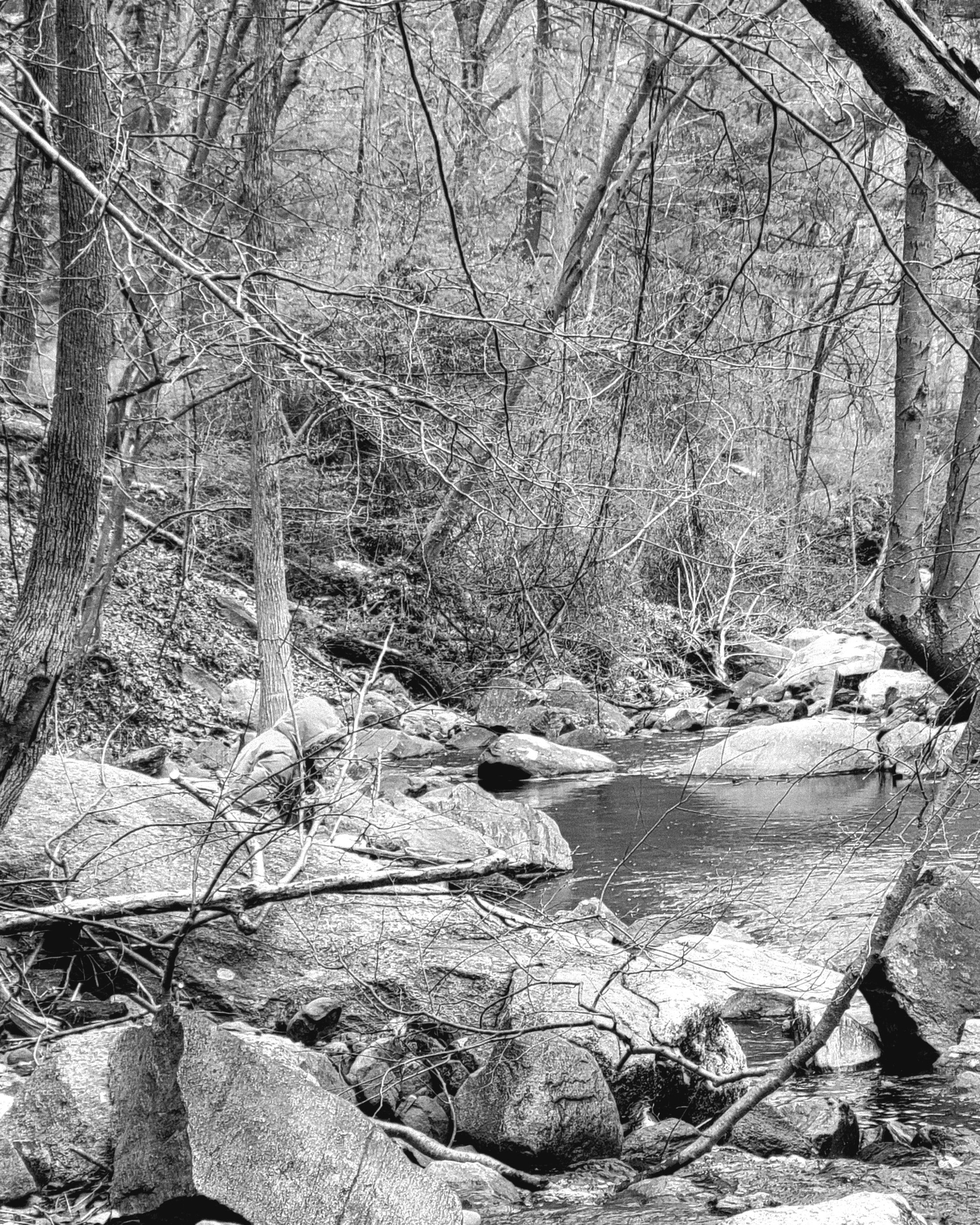 "Hide and Seek" Harriman State Park NY 2024