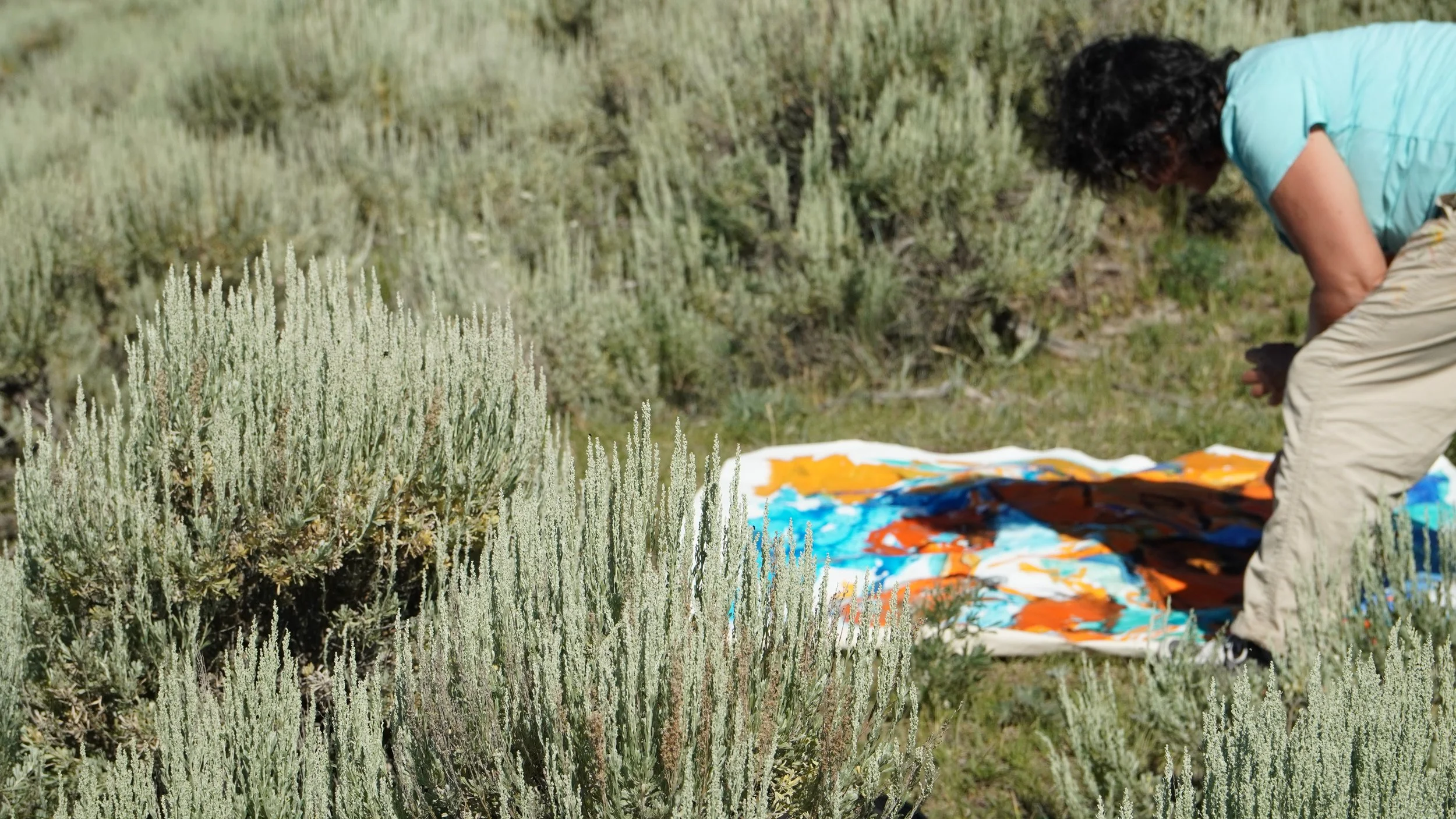 Yellowstone National Park- Lamar Valley Summer 2025