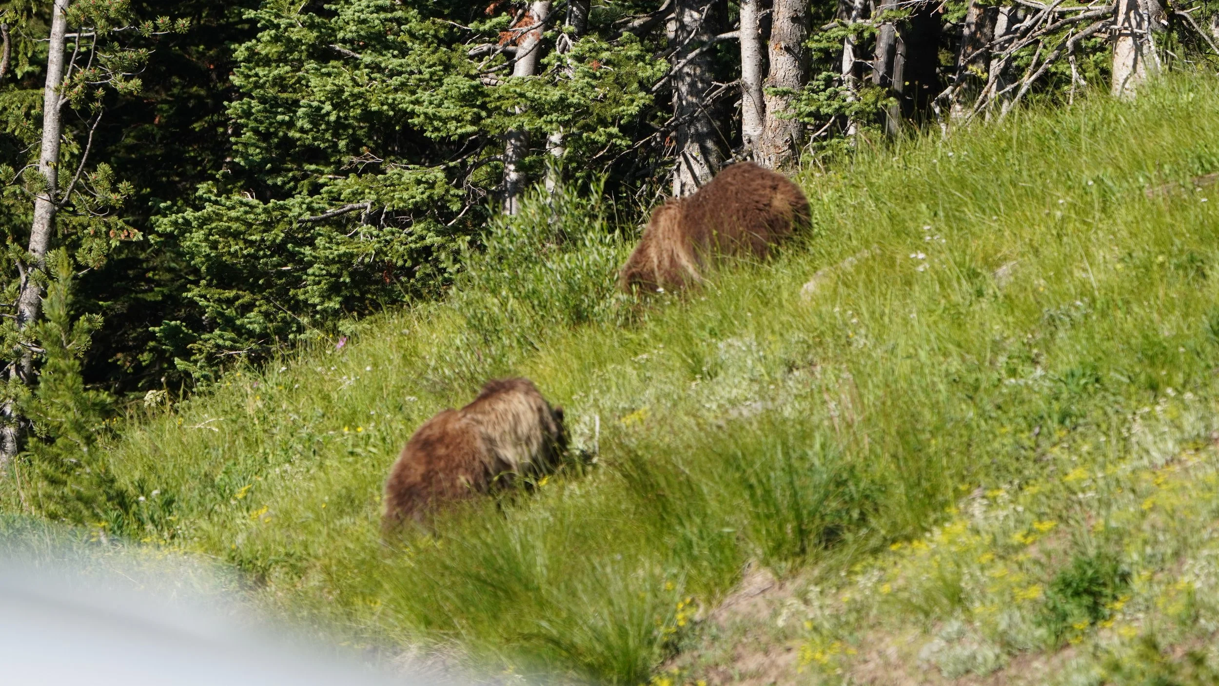 Foraging Grizzly Couple