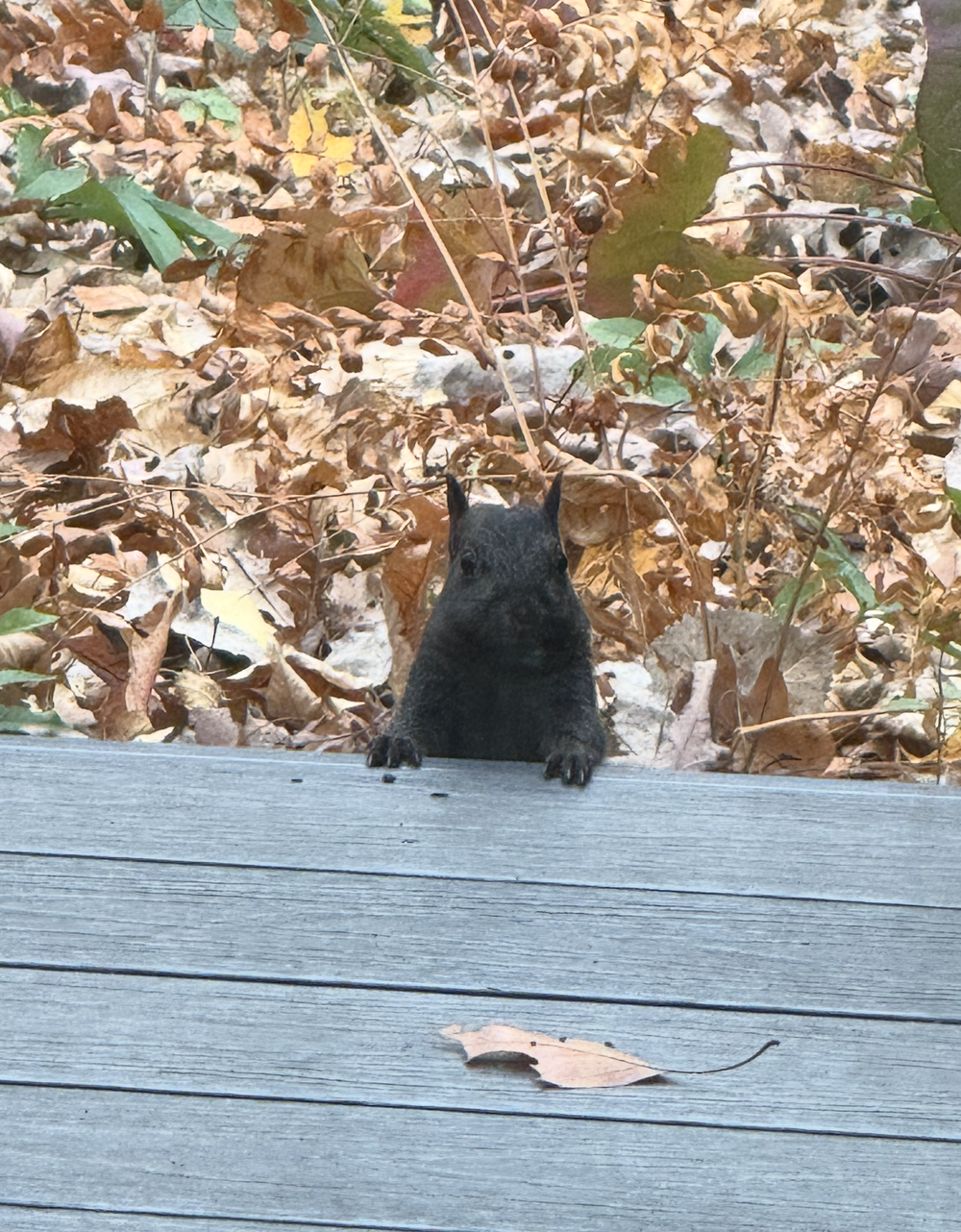 Screenshot 2025-11-11 at 11.55.16 AM.png