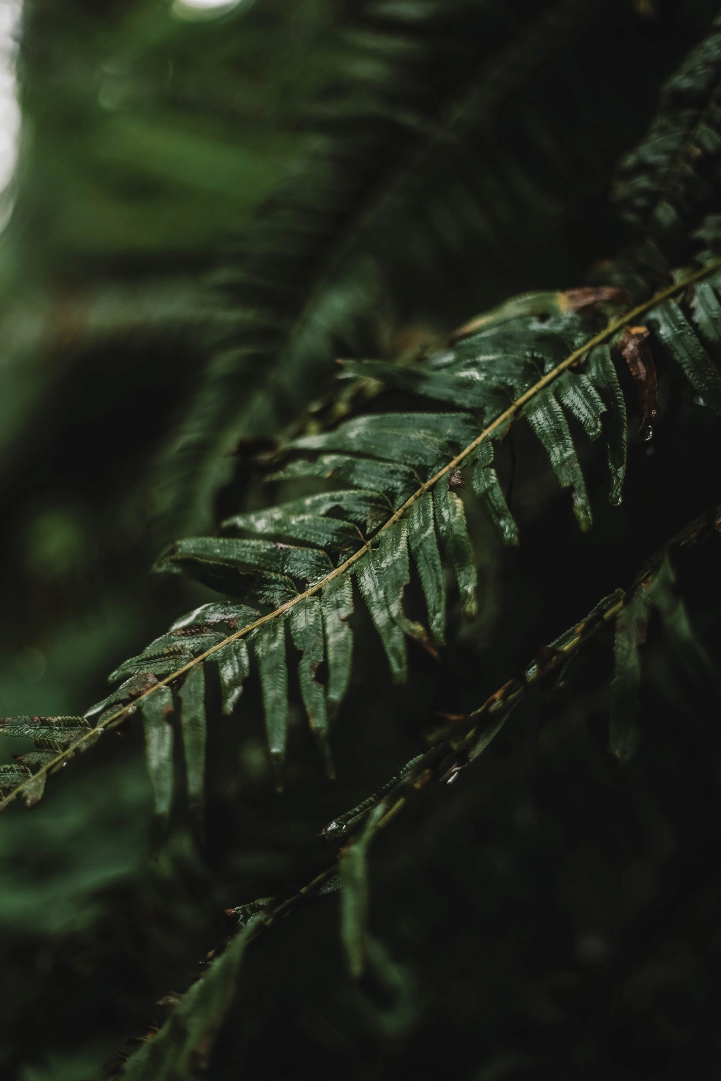 Close-up of dark green fern leaves with a natural background.