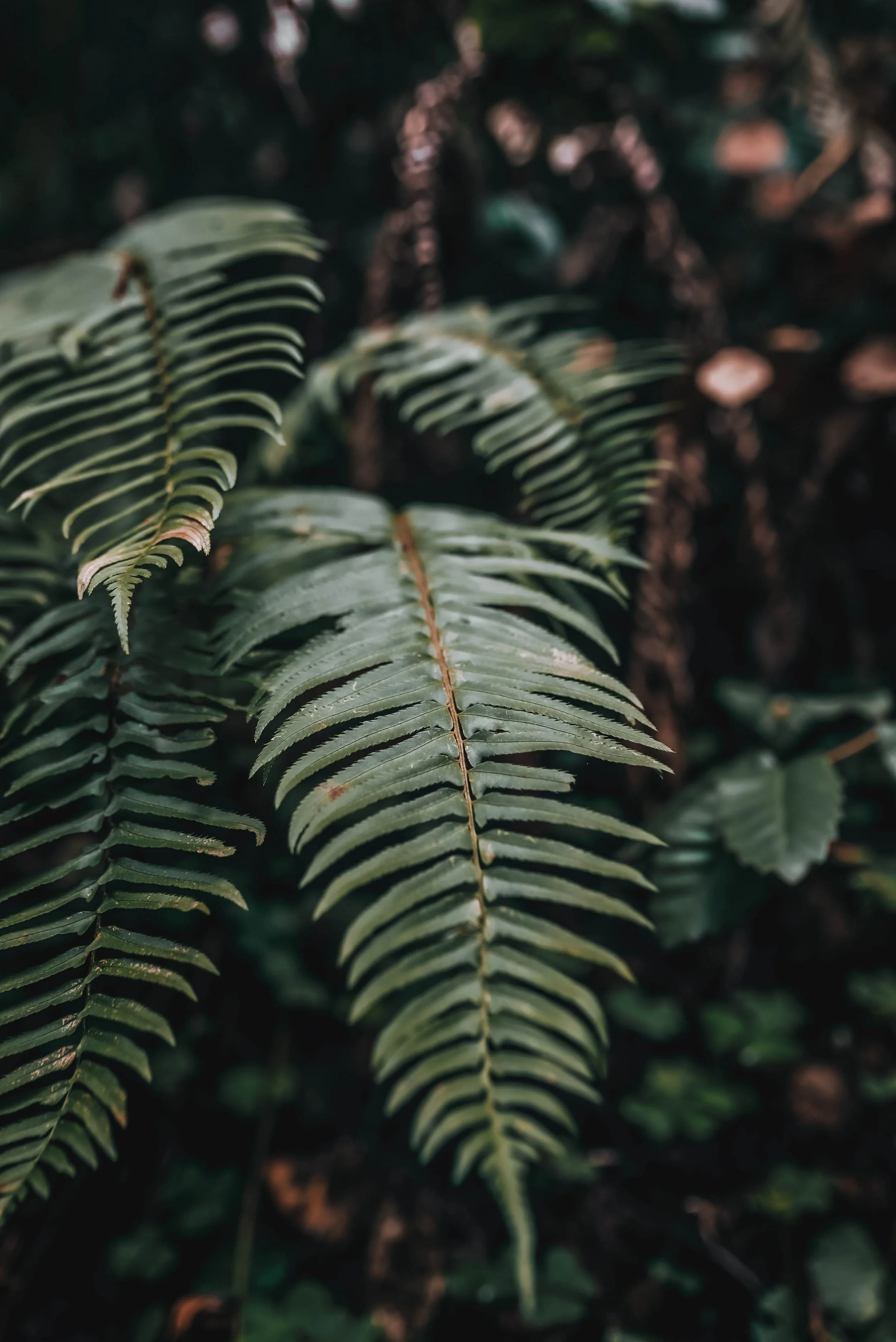 Close-up of green fern leaves in a forest environment.