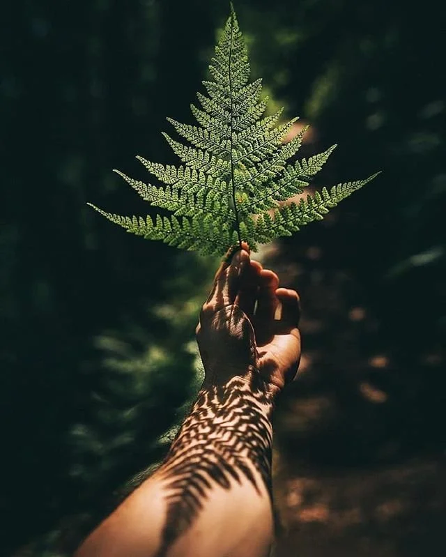 A hand holding a fern leaf against a dark, forested background with sunlight filtering through the trees.