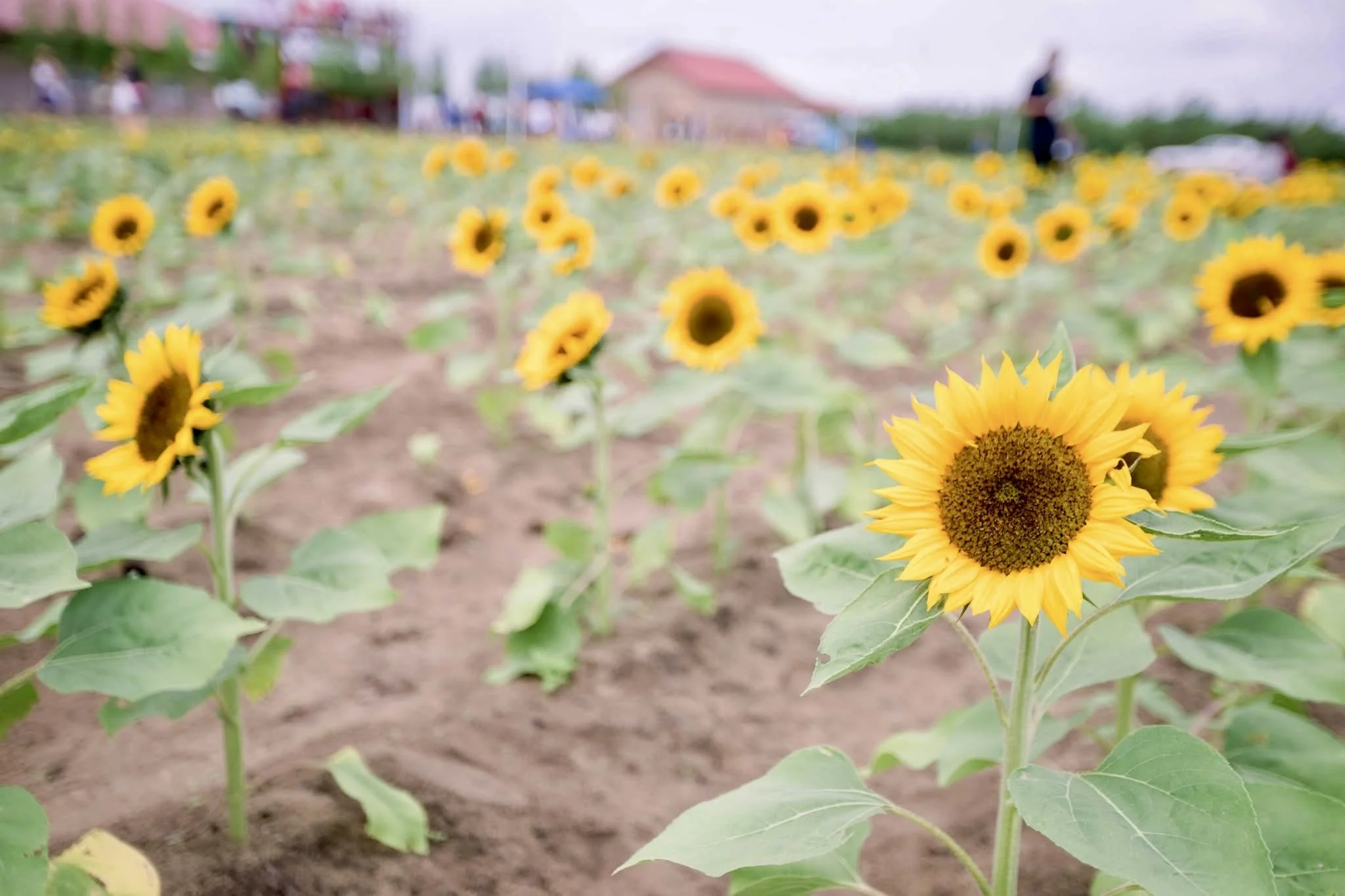 Southern Hill Farms, Clermont